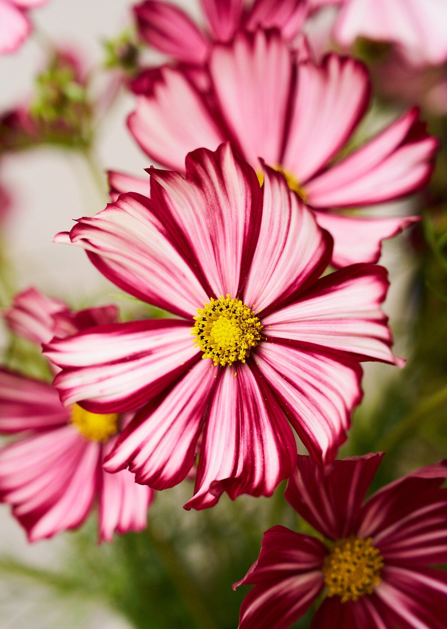 Stolt Kavaler 'Velouette' Seed 