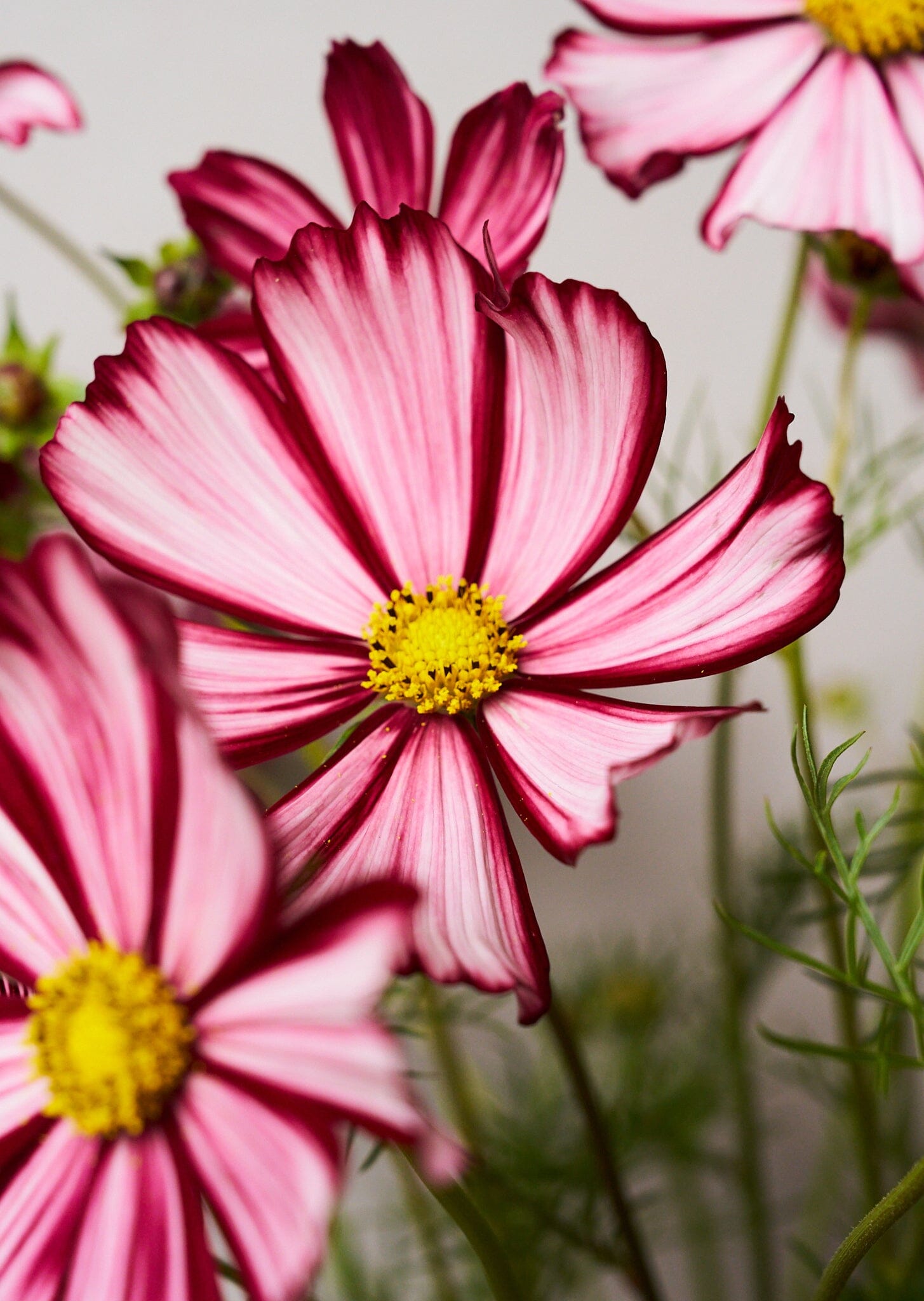 Stolt Kavaler 'Velouette' Seed 