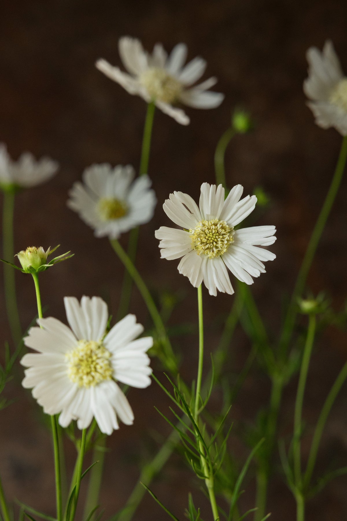 Stolt Kavaler 'White Popsocks' Seed 