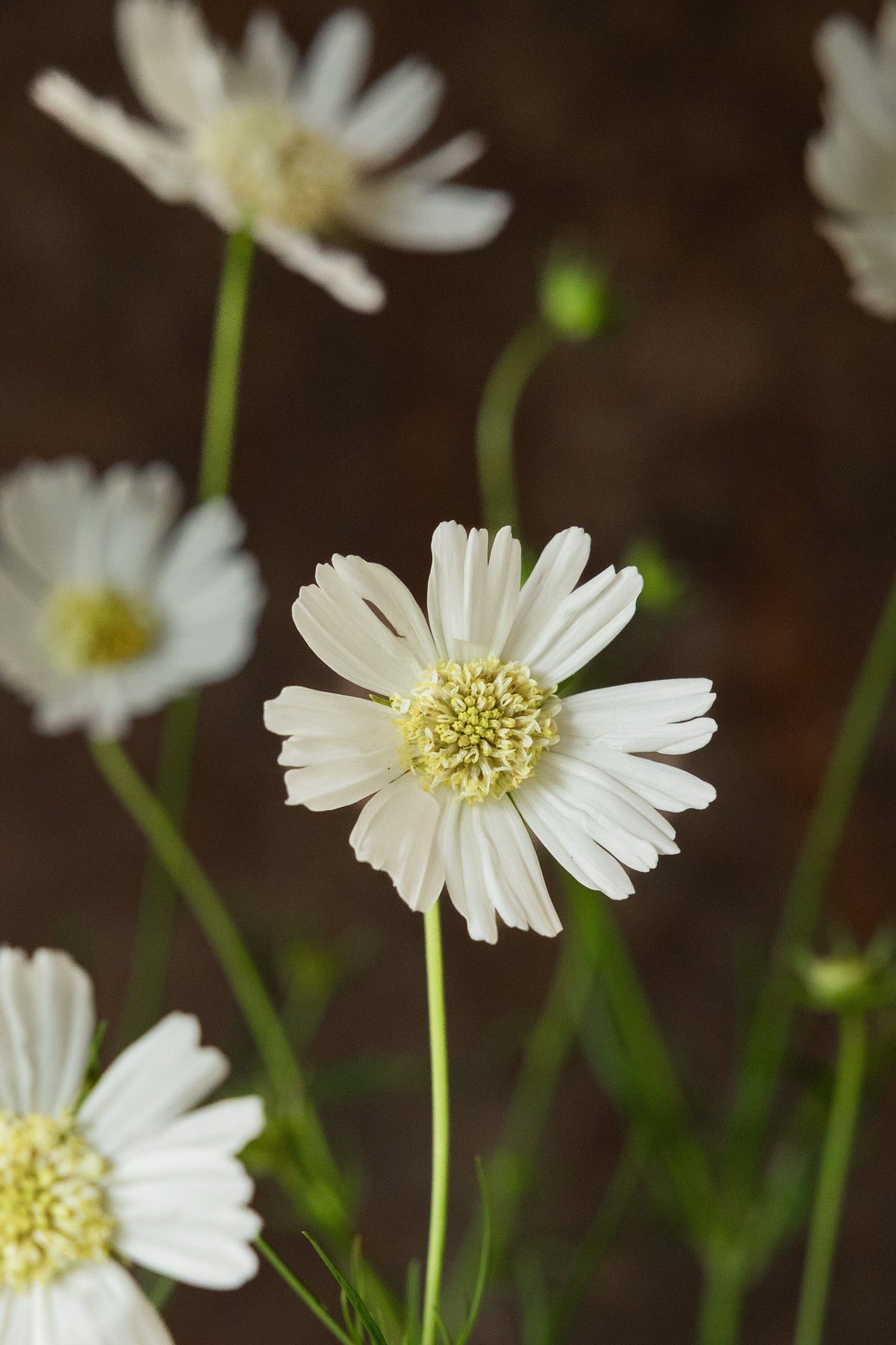 Stolt Kavaler 'White Popsocks' Seed 