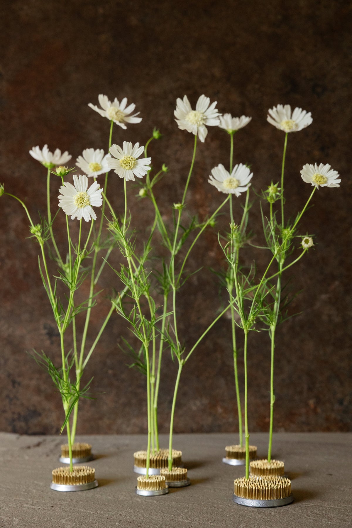 Stolt Kavaler 'White Popsocks' Seed 