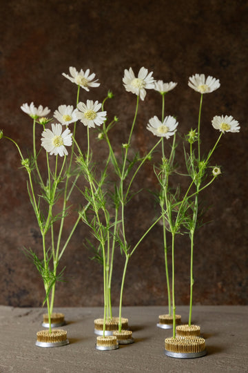 Stolt Kavaler 'White Popsocks' Seed 