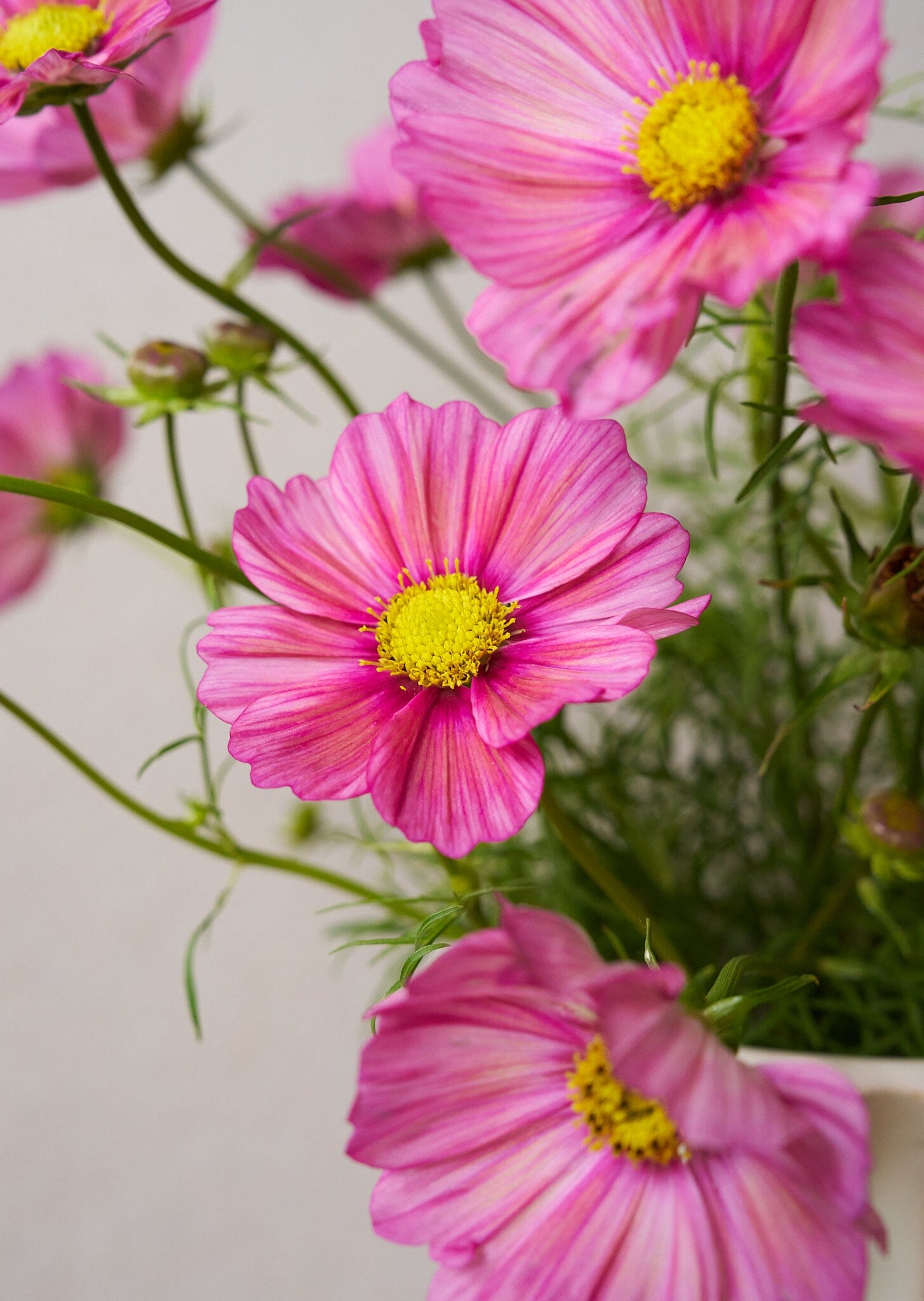 Stolt Kavaler 'Xsenia' Seed 