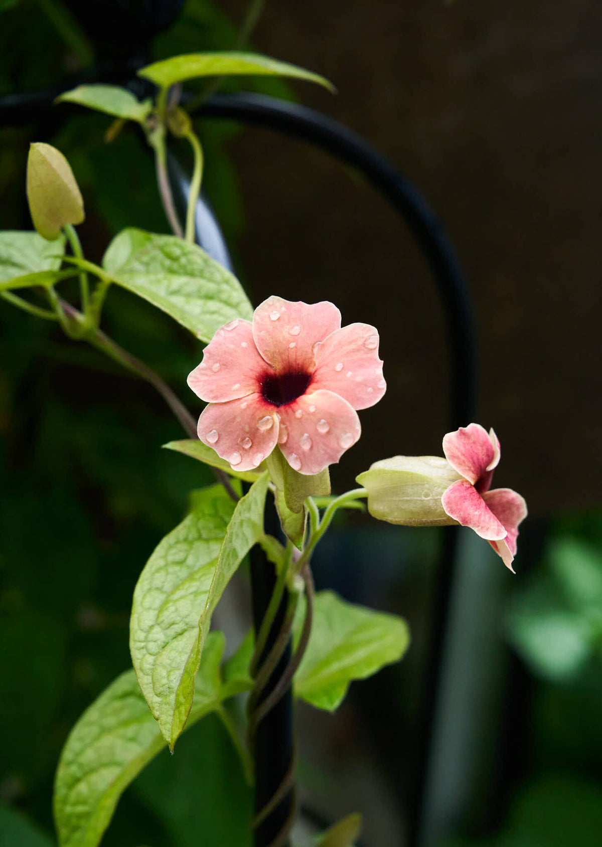 Susanne med det sorte øje 'African Sunset' Seed 