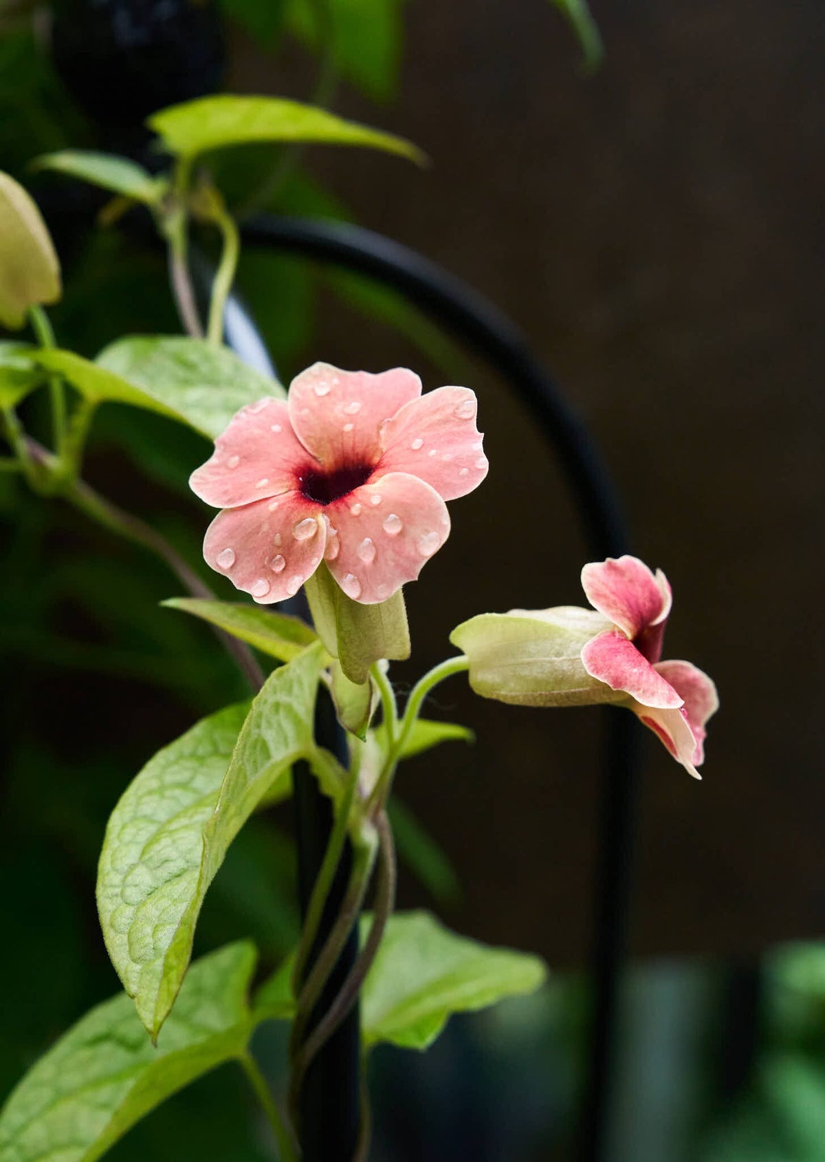 Susanne med det sorte øje 'African Sunset' Seed 