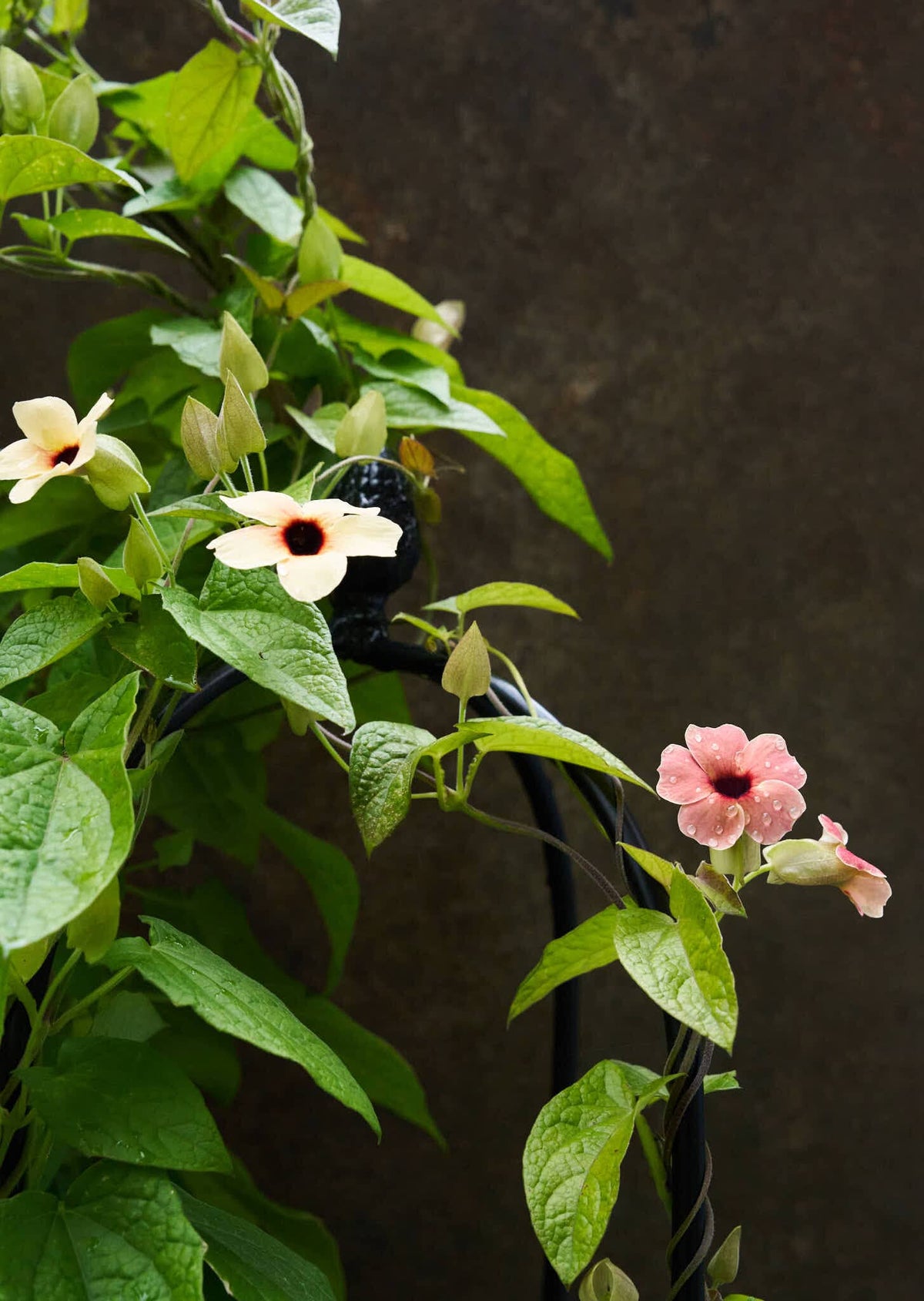 Susanne med det sorte øje 'African Sunset' Seed 