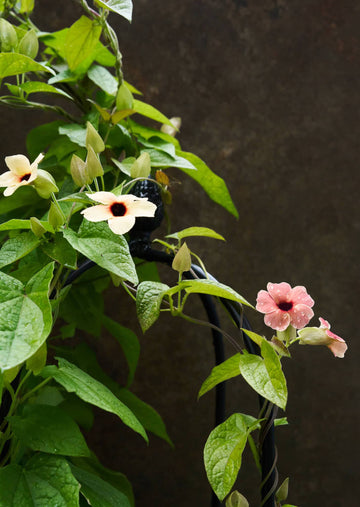 Susanne med det sorte øje 'African Sunset' Seed 