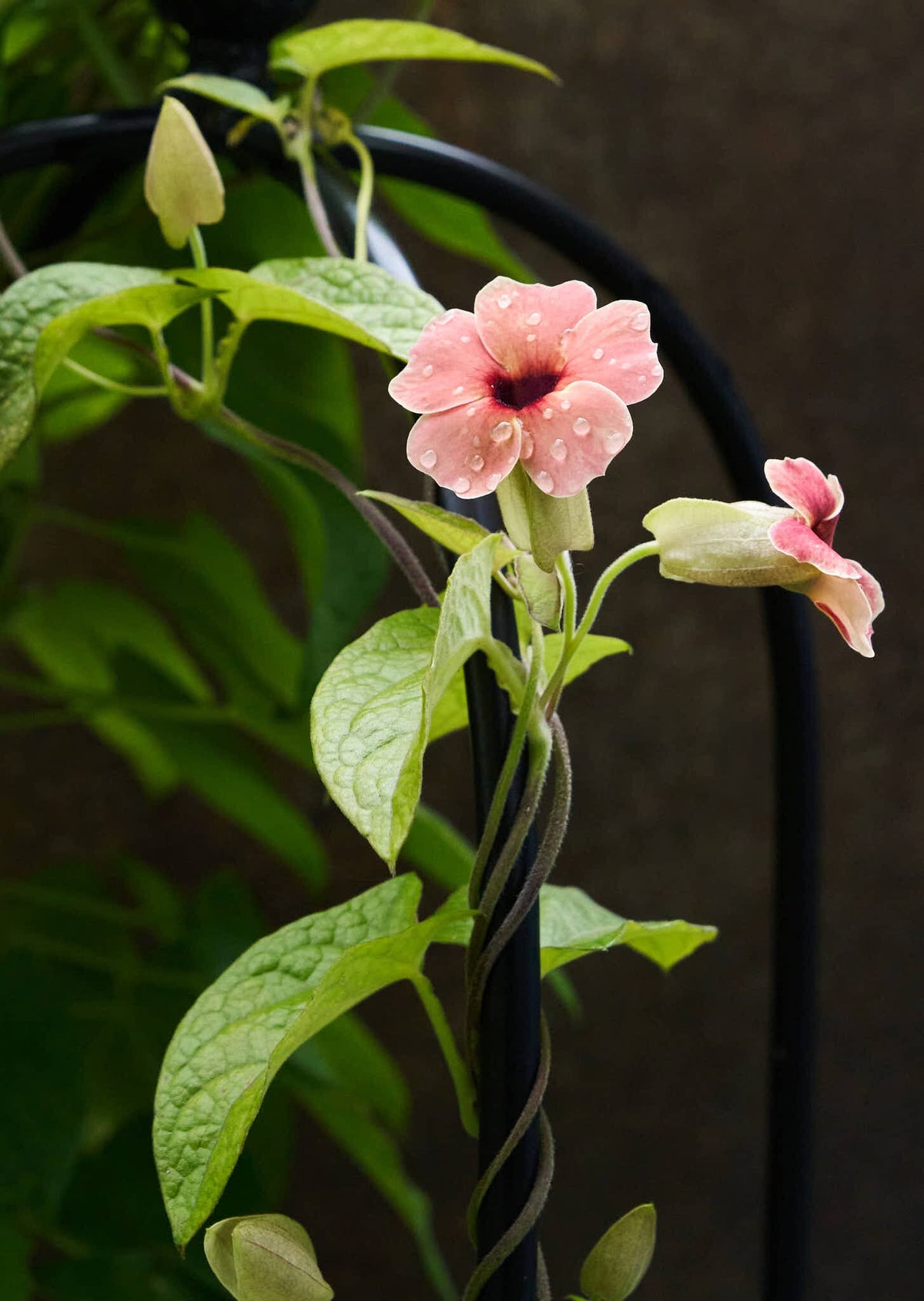 Susanne med det sorte øje 'African Sunset' Seed 