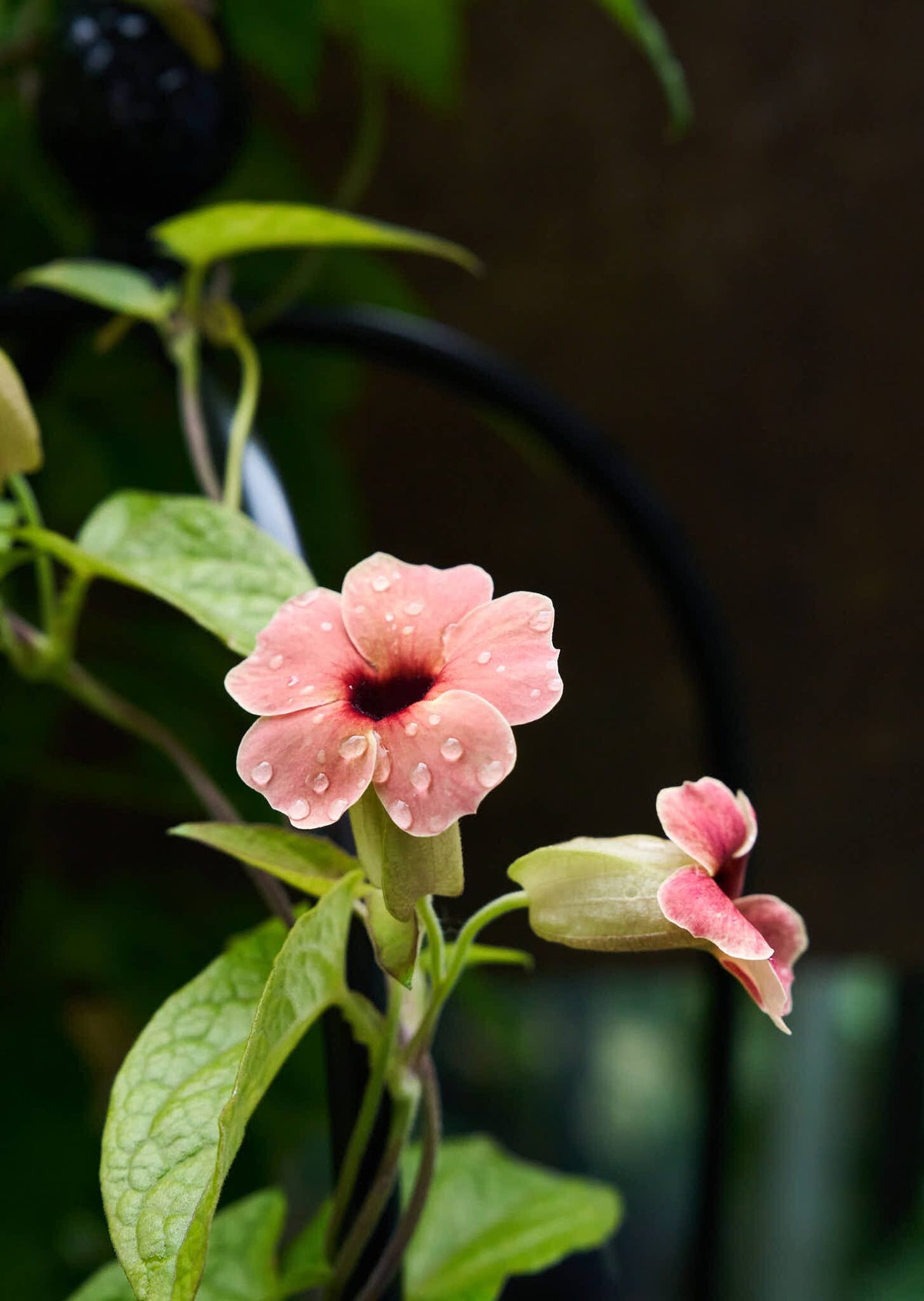 Susanne med det sorte øje 'African Sunset' Seed 