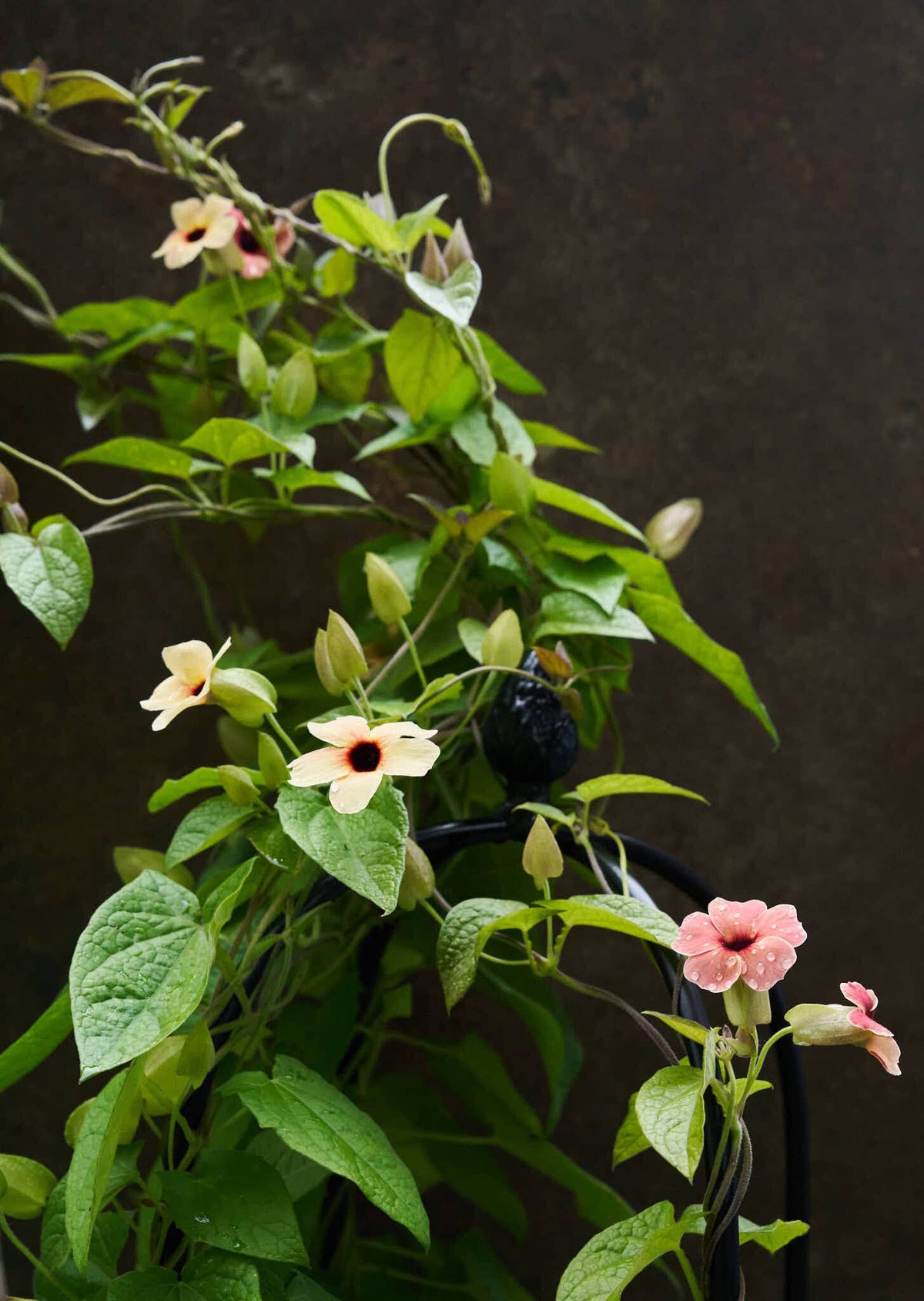 Susanne med det sorte øje 'African Sunset' Seed 
