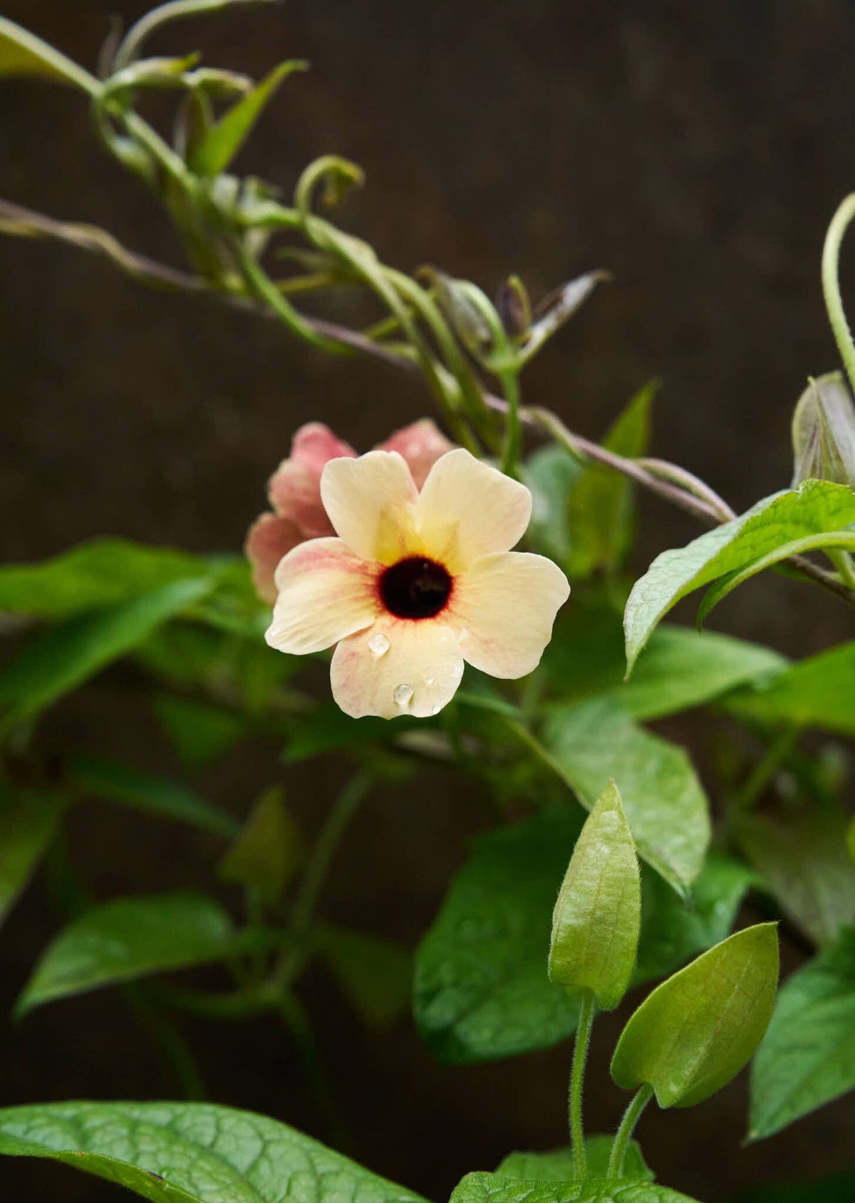 Susanne med det sorte øje 'African Sunset' Seed 