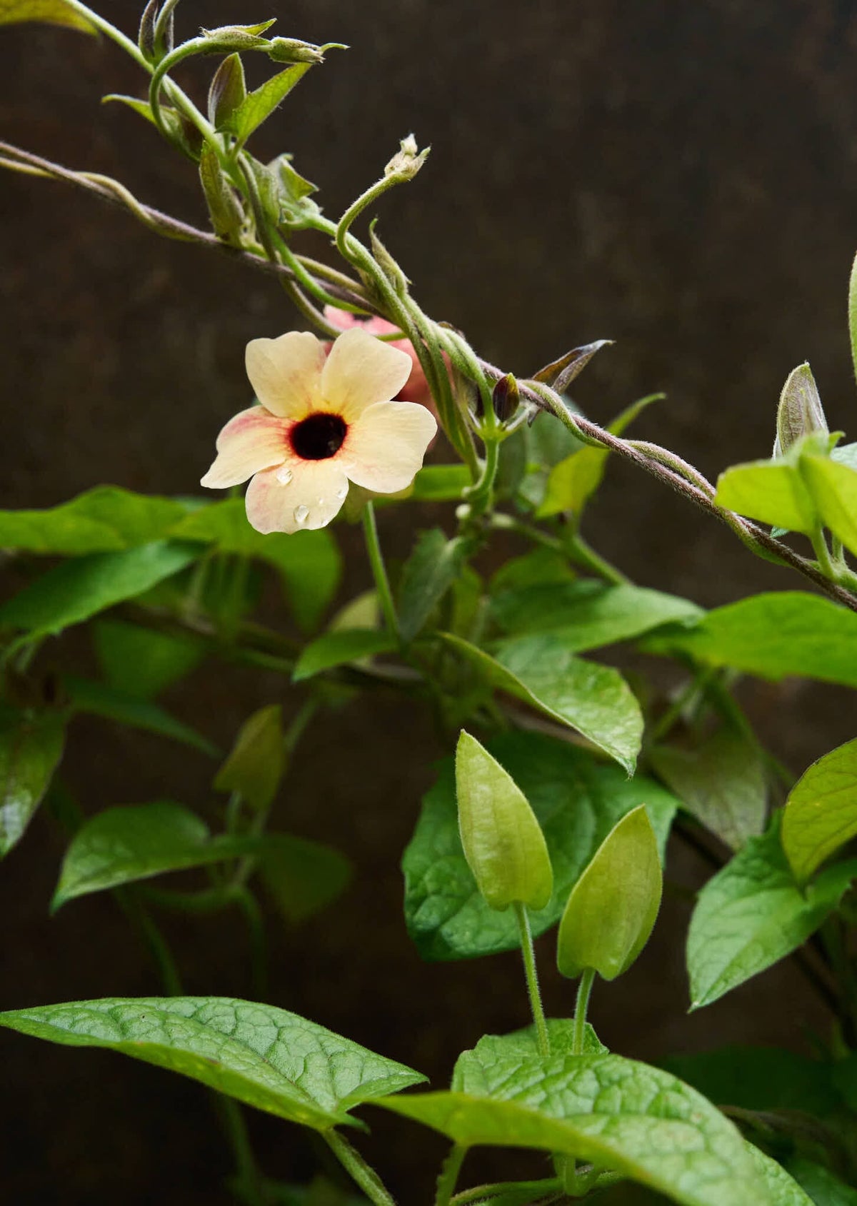 Susanne med det sorte øje 'African Sunset' Seed 