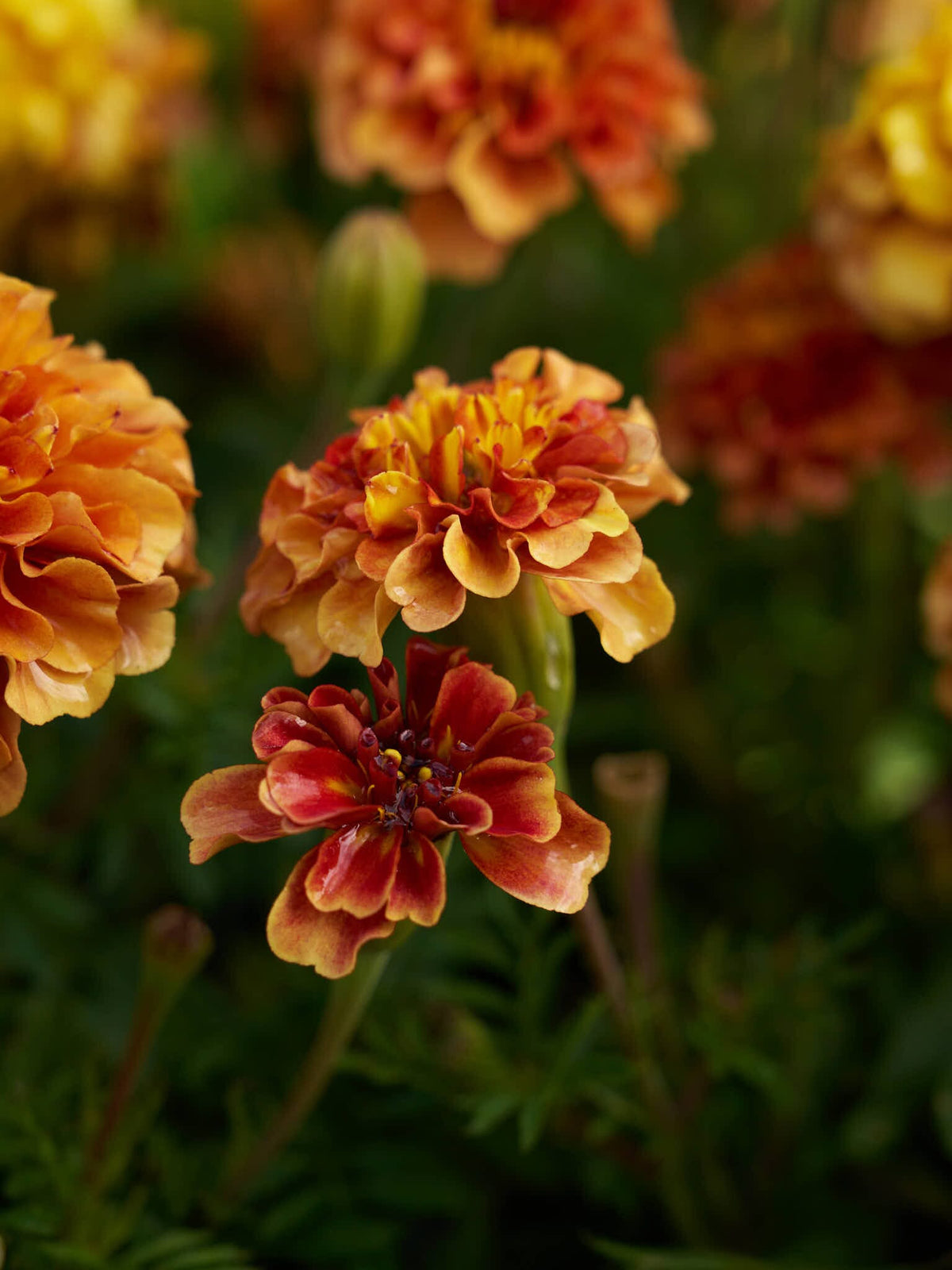 Tagetes 'Strawberry Blonde’ Seed 