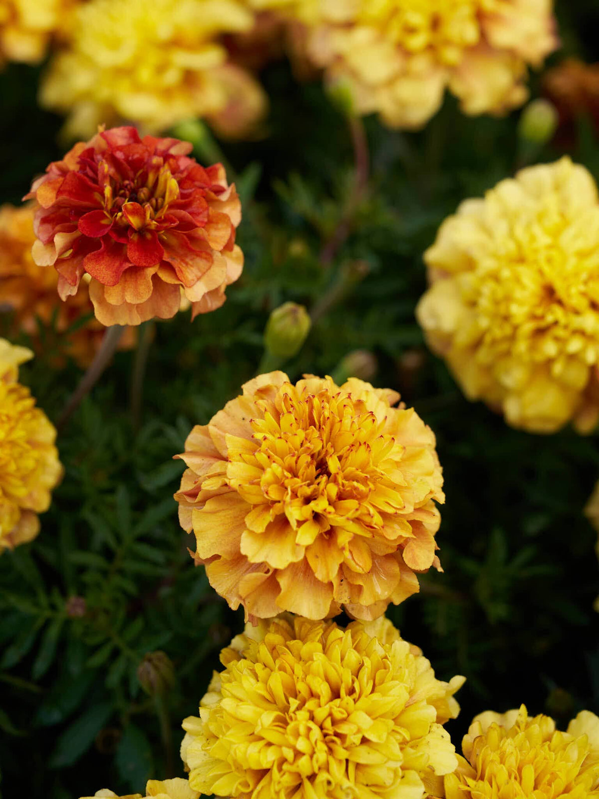 Tagetes 'Strawberry Blonde’ Seed 
