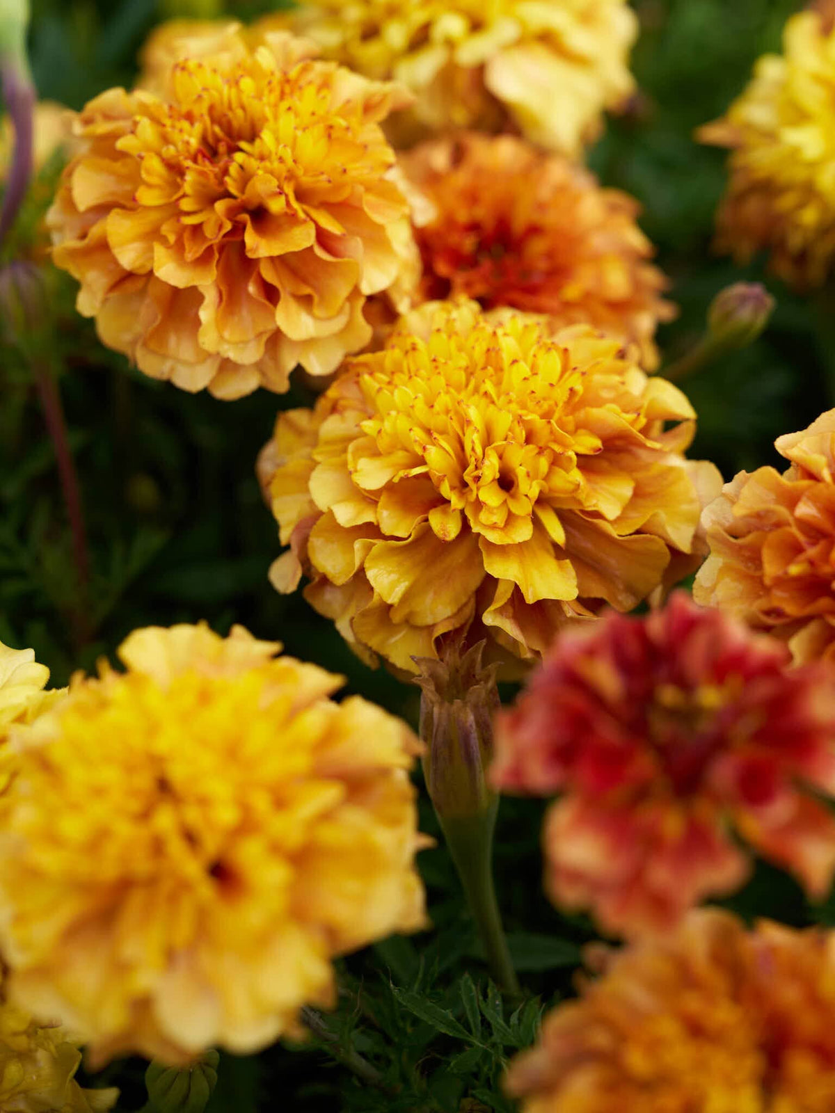 Tagetes 'Strawberry Blonde’ Seed 