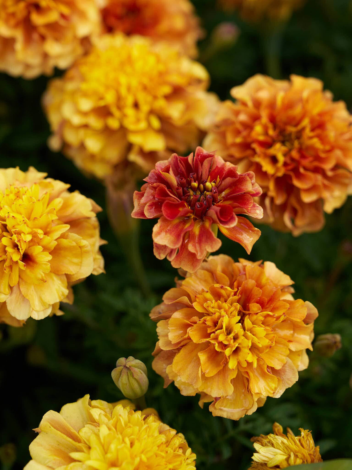 Tagetes 'Strawberry Blonde’ Seed 