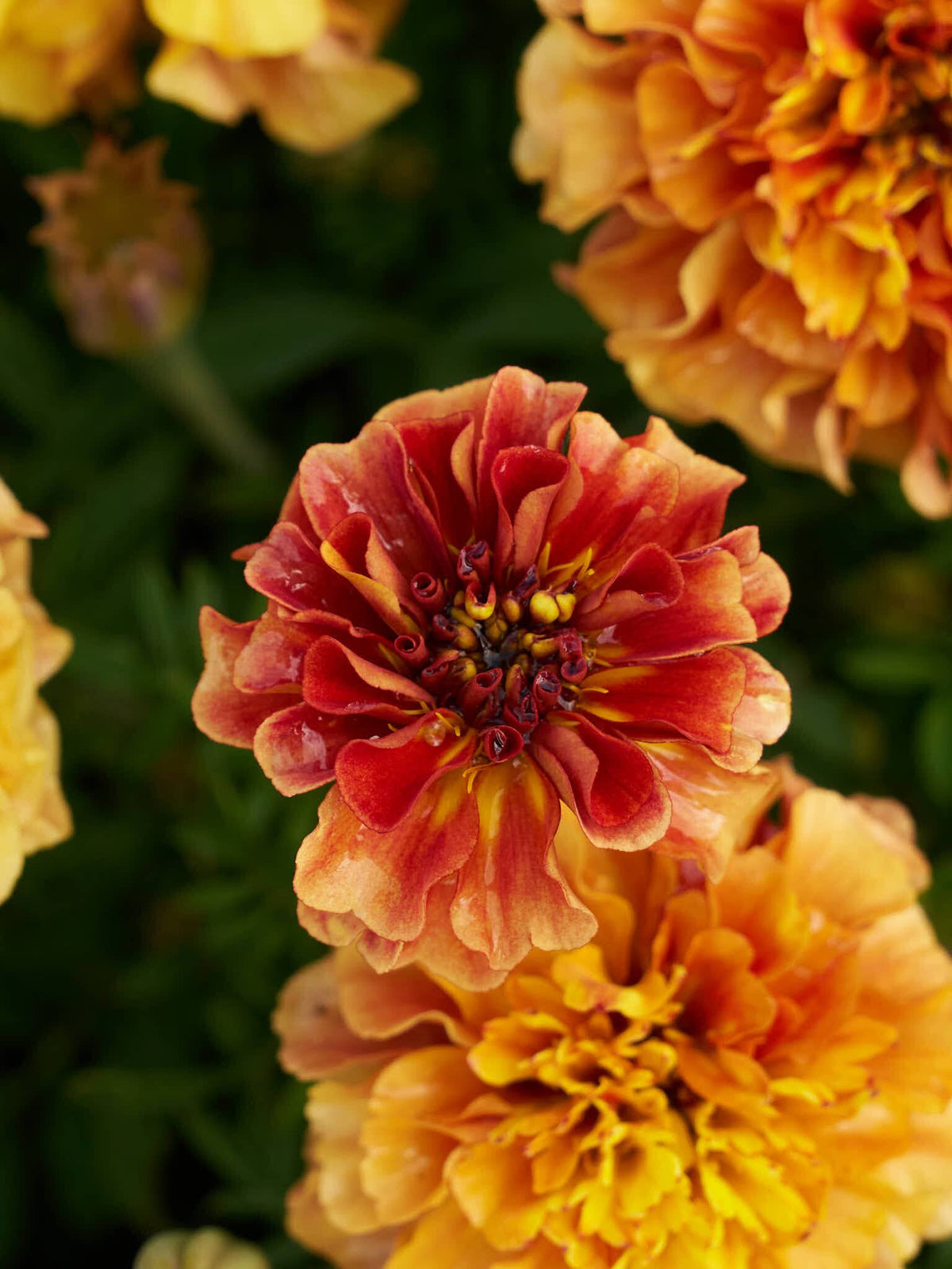 Tagetes 'Strawberry Blonde’ Seed 