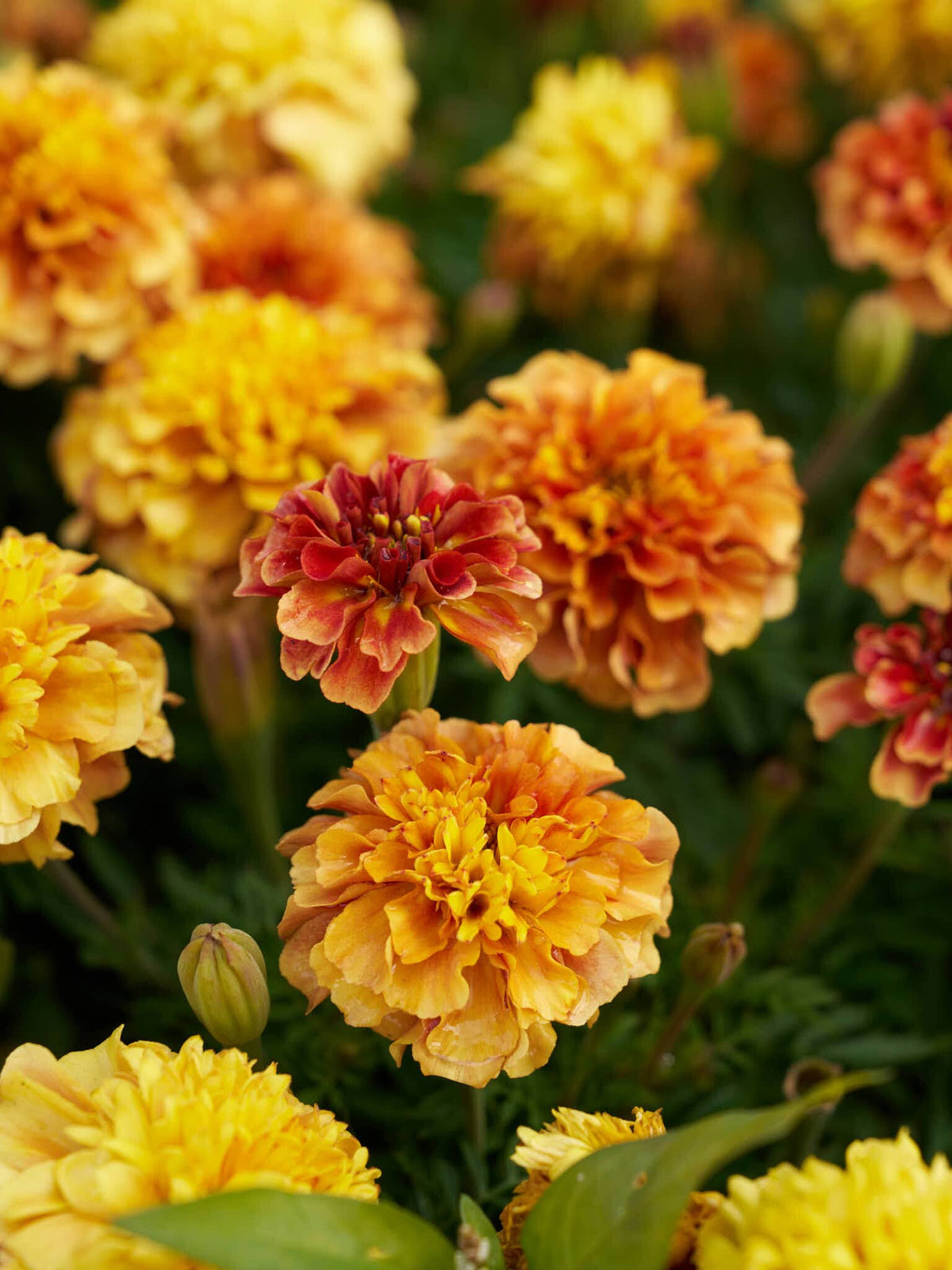 Tagetes 'Strawberry Blonde’ Seed 