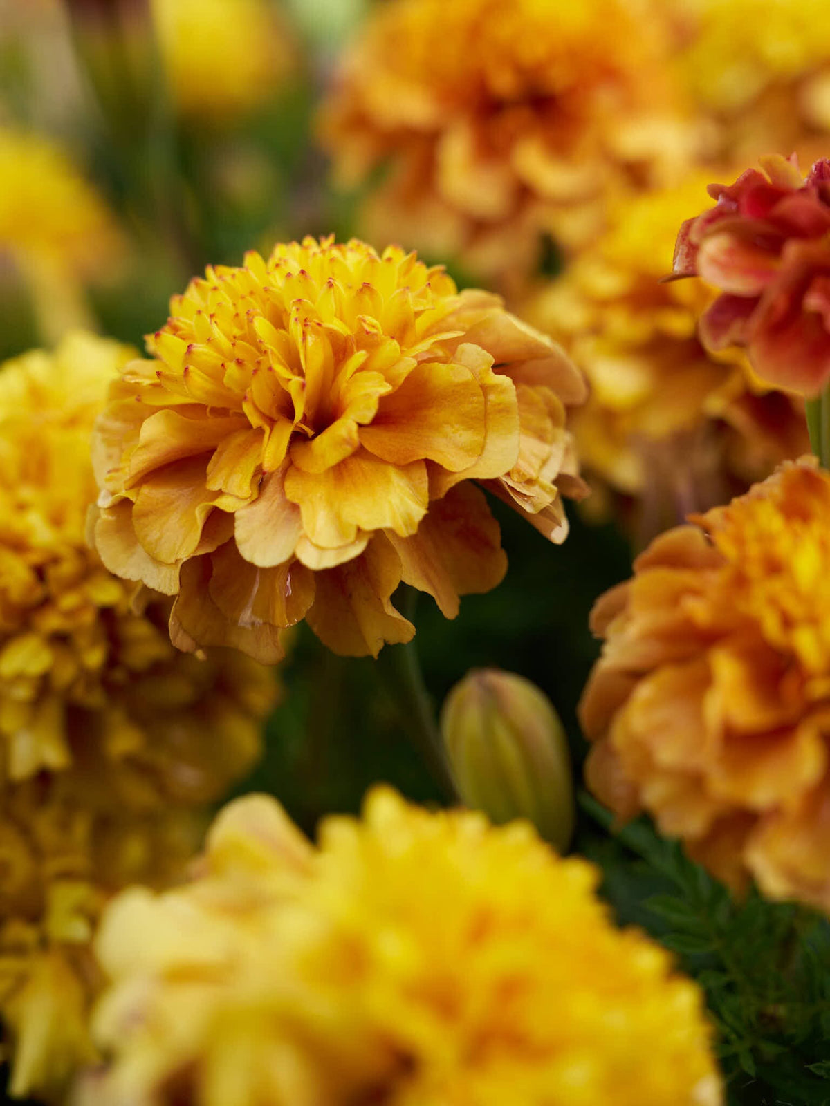 Tagetes 'Strawberry Blonde’ Seed 