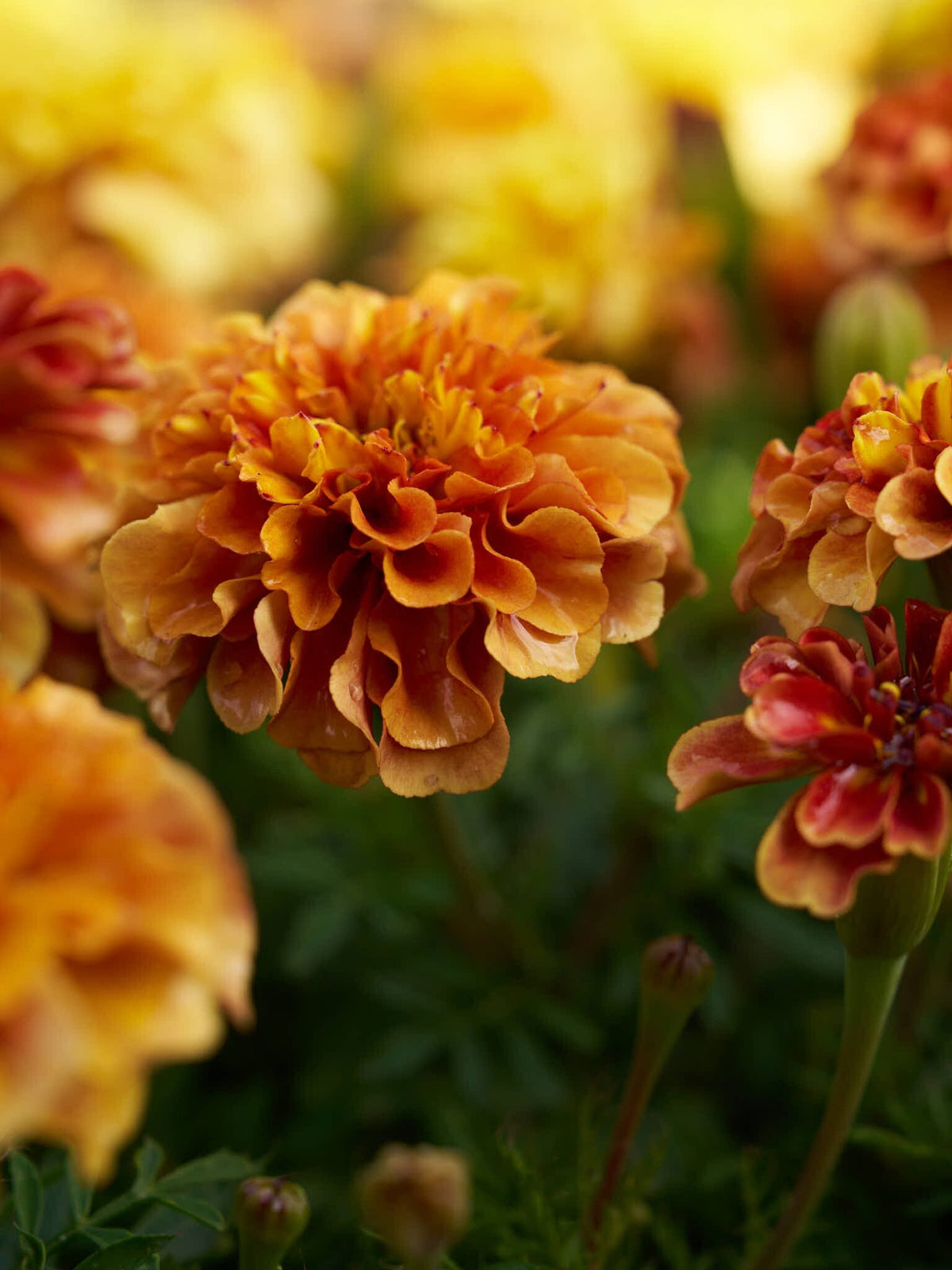 Tagetes 'Strawberry Blonde’ Seed 