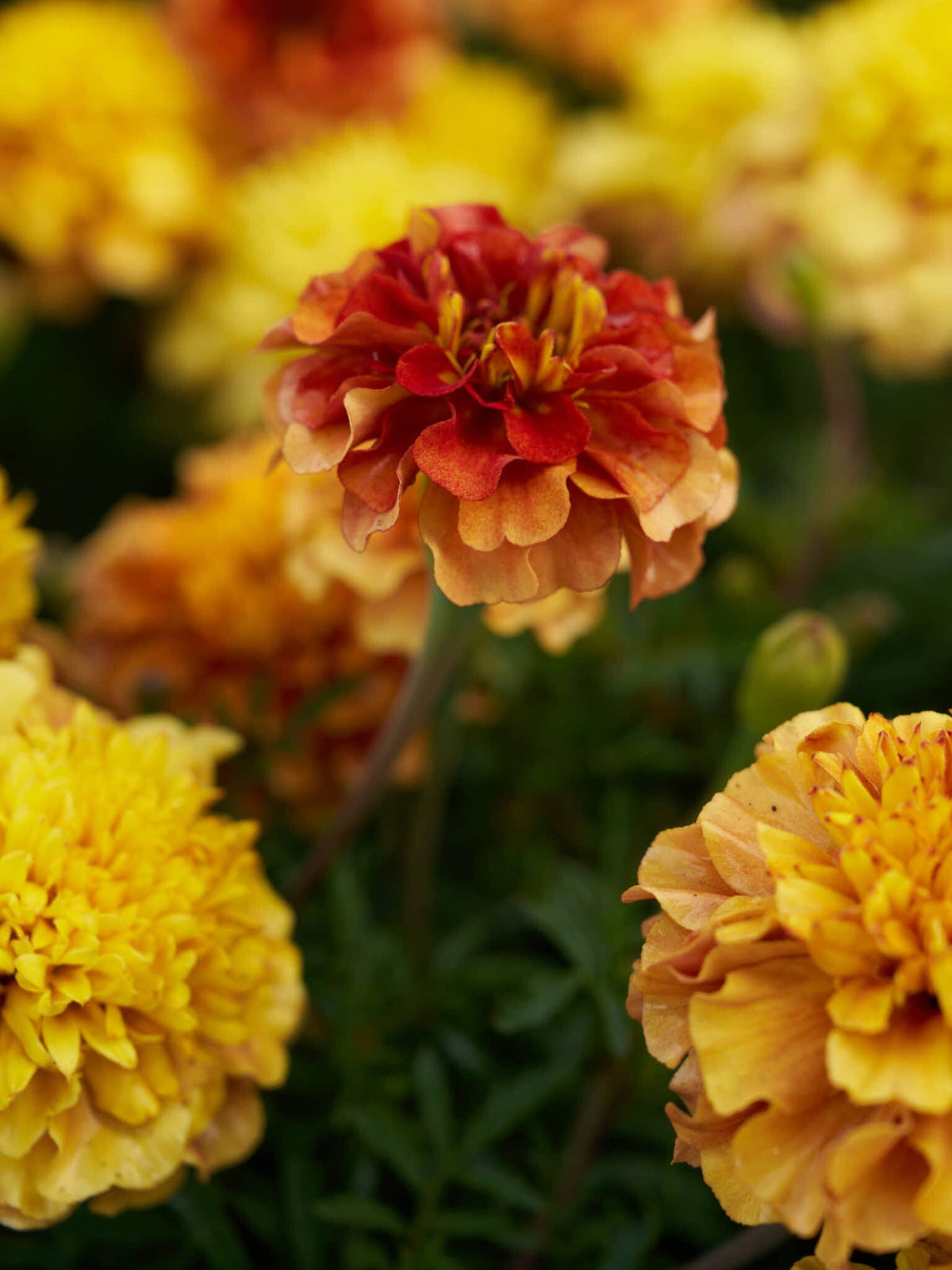 Tagetes 'Strawberry Blonde’ Seed 