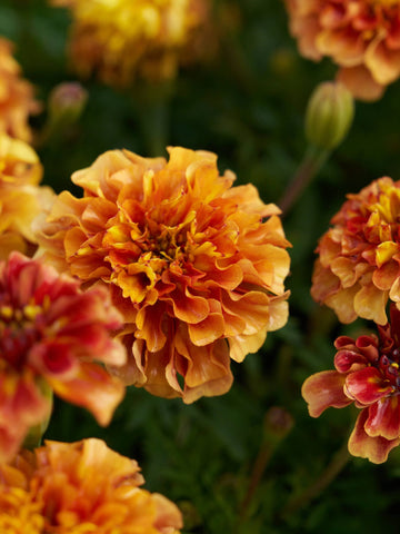Tagetes 'Strawberry Blonde’ Seed 