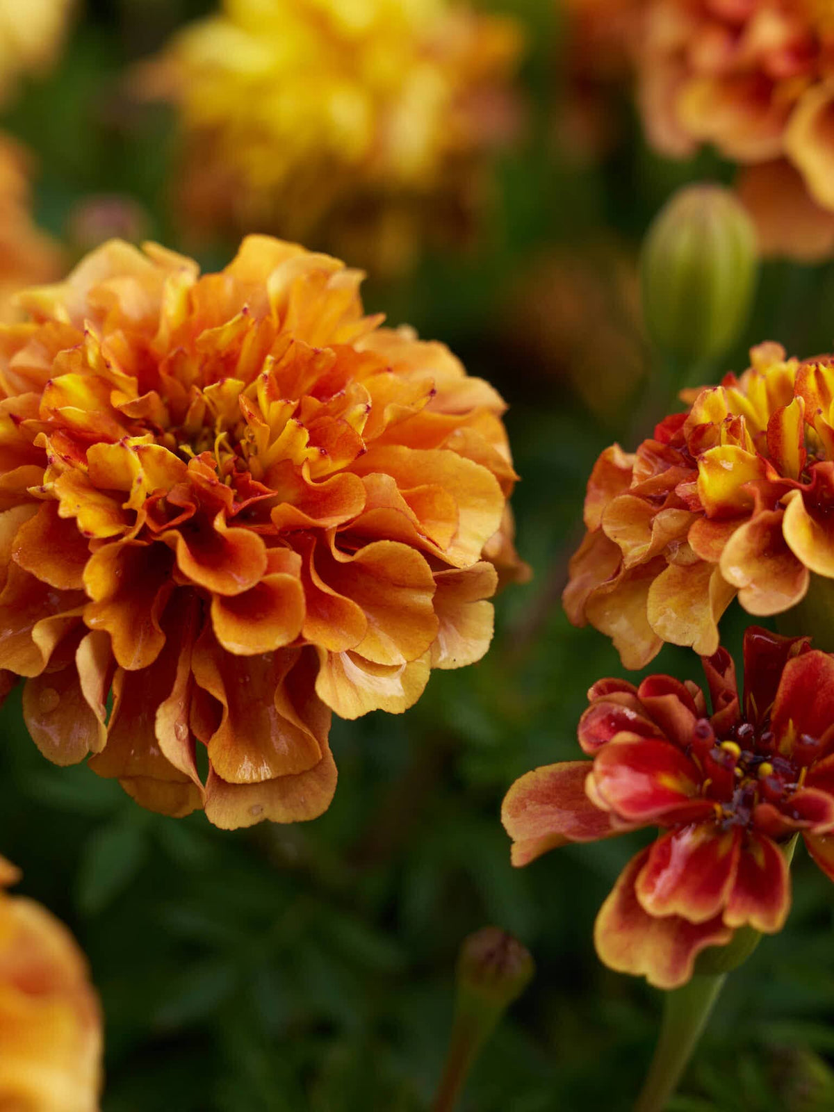 Tagetes 'Strawberry Blonde’ Seed 