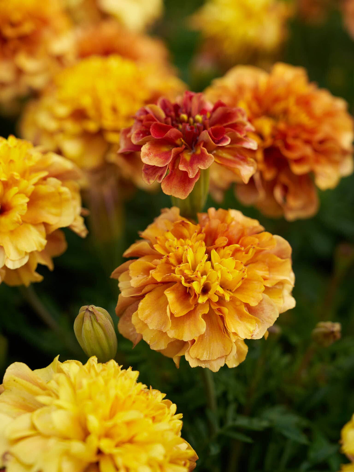 Tagetes 'Strawberry Blonde’ Seed 