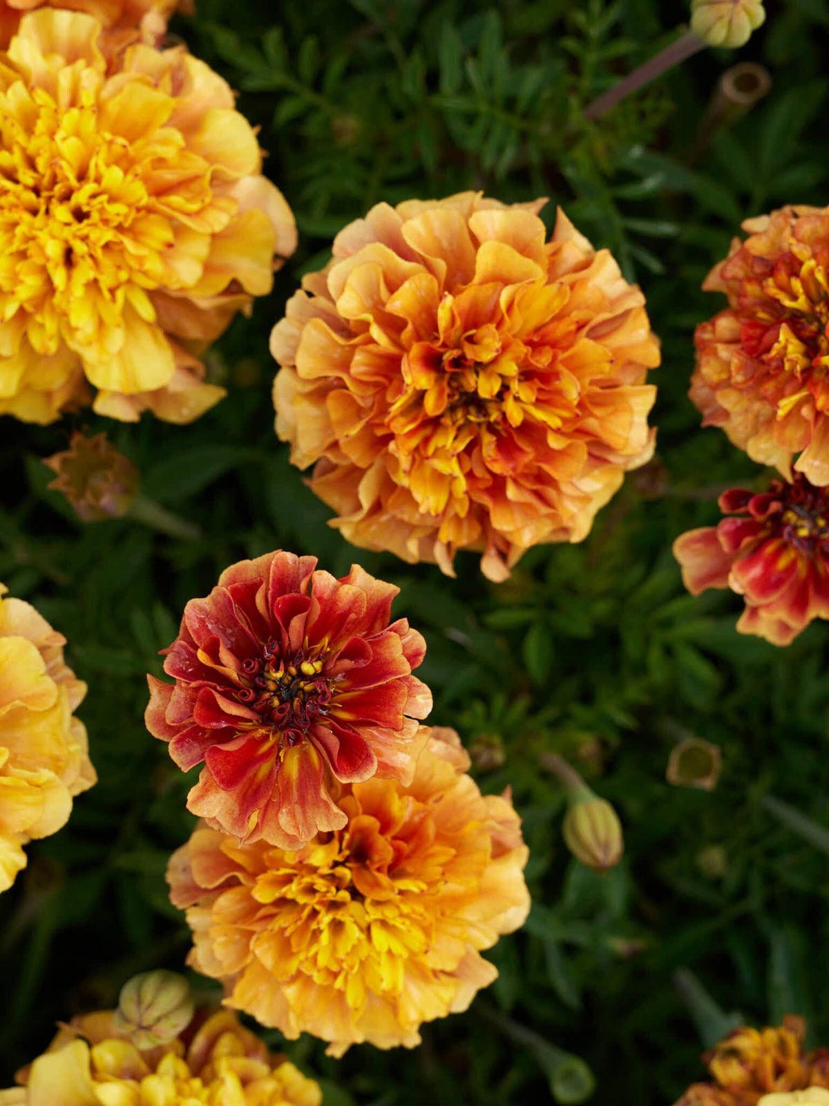 Tagetes 'Strawberry Blonde’ Seed 