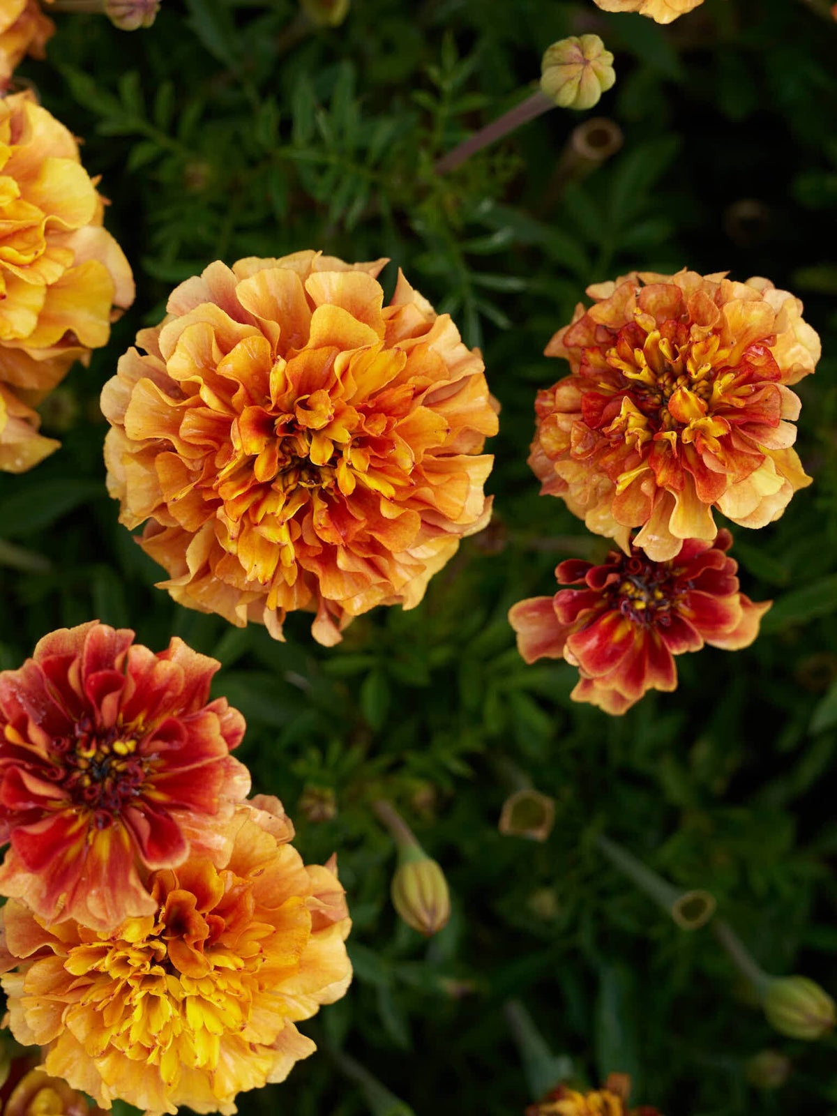 Tagetes 'Strawberry Blonde’ Seed 