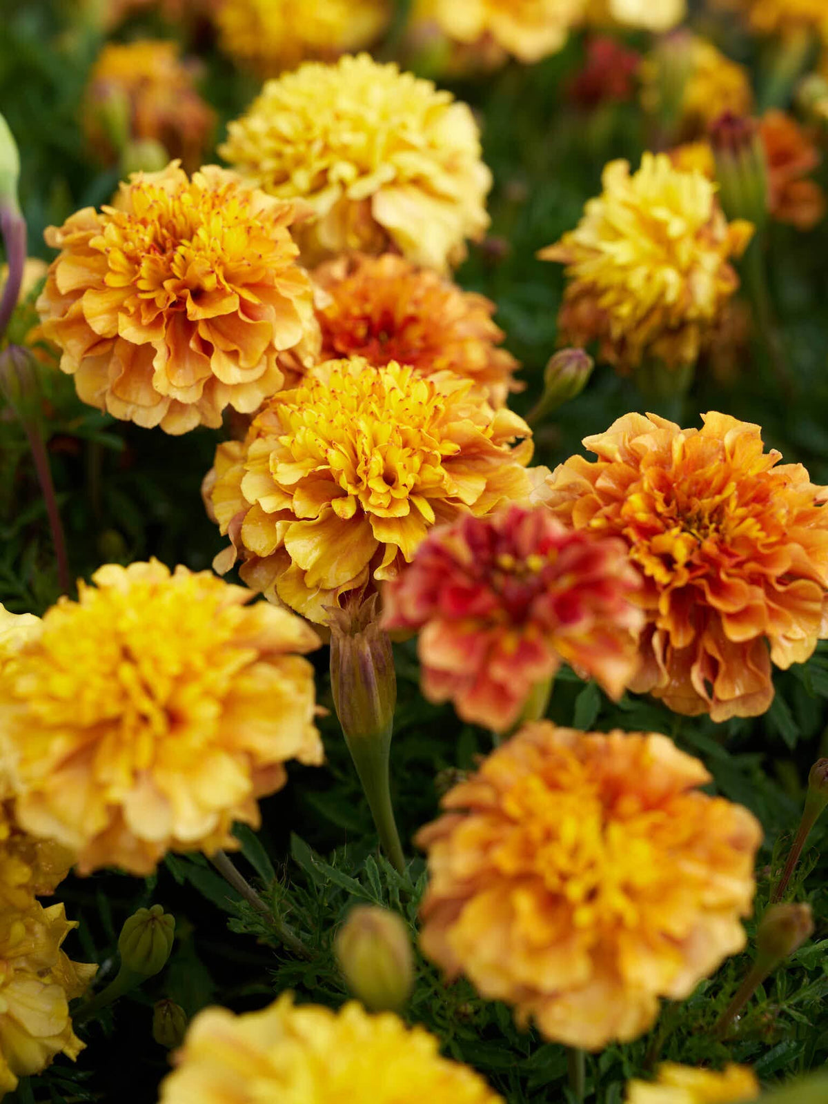Tagetes 'Strawberry Blonde’ Seed 