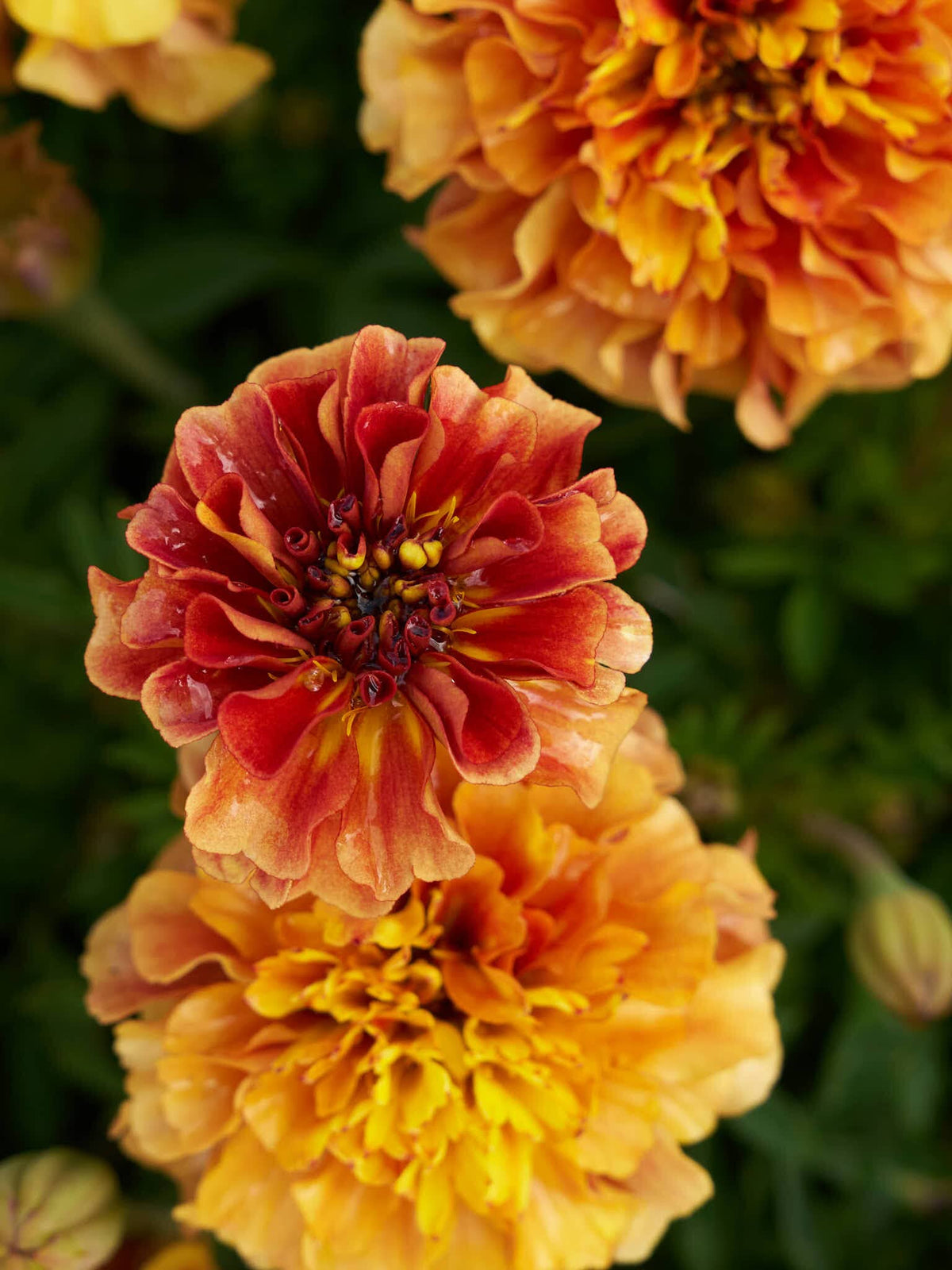 Tagetes 'Strawberry Blonde’ Seed 
