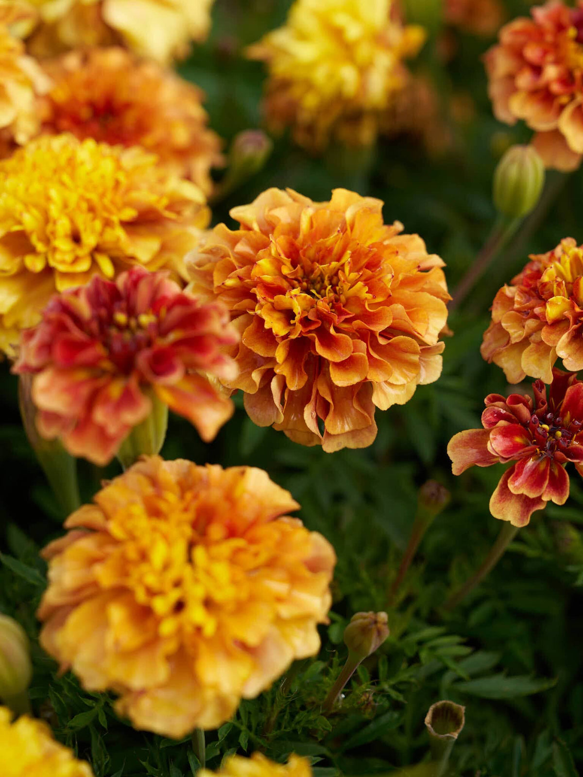 Tagetes 'Strawberry Blonde’ Seed 