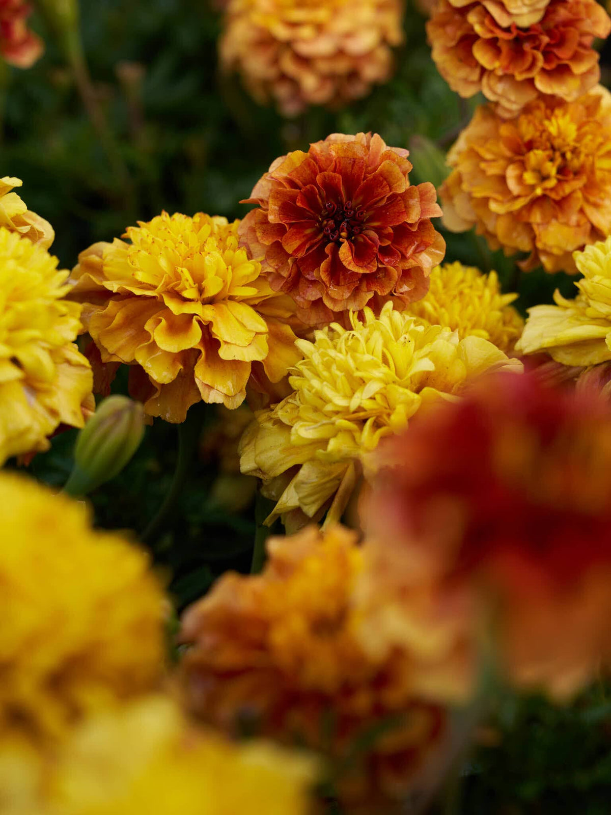 Tagetes 'Strawberry Blonde’ Seed 