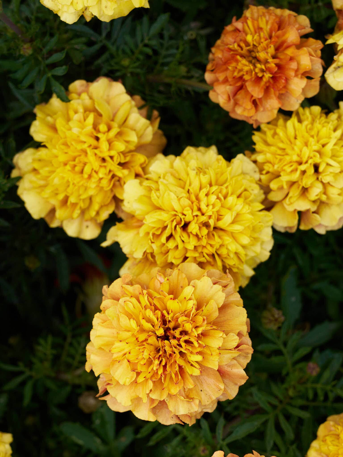 Tagetes 'Strawberry Blonde’ Seed 