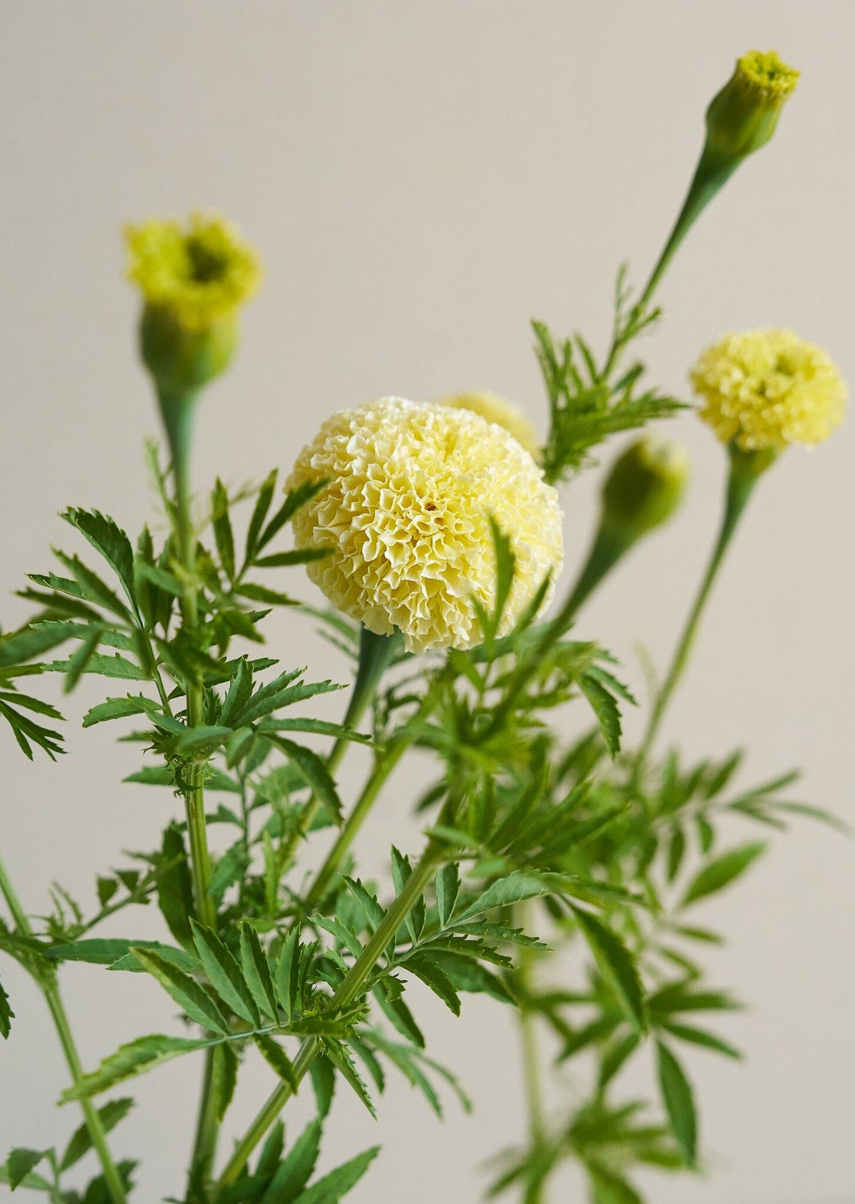 Tagetes 'White Swan' Seed 