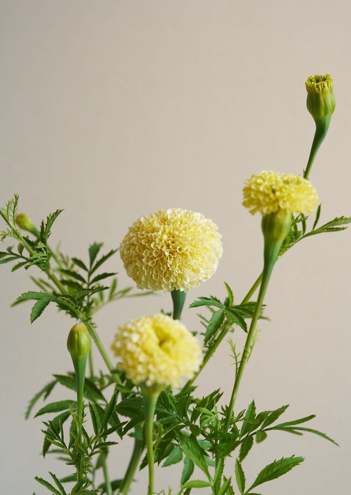 Tagetes 'White Swan' Seed 