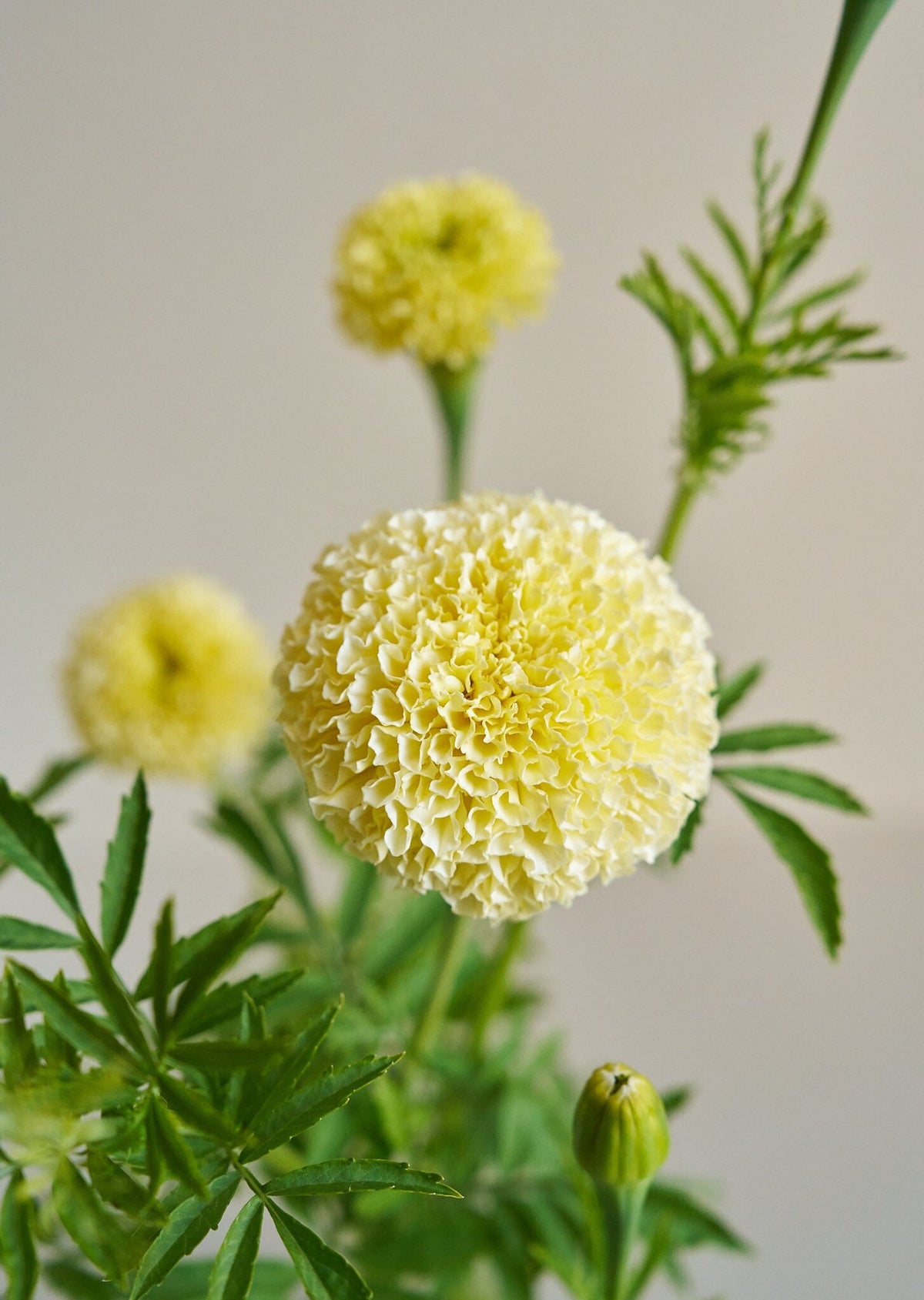 Tagetes 'White Swan' Seed 