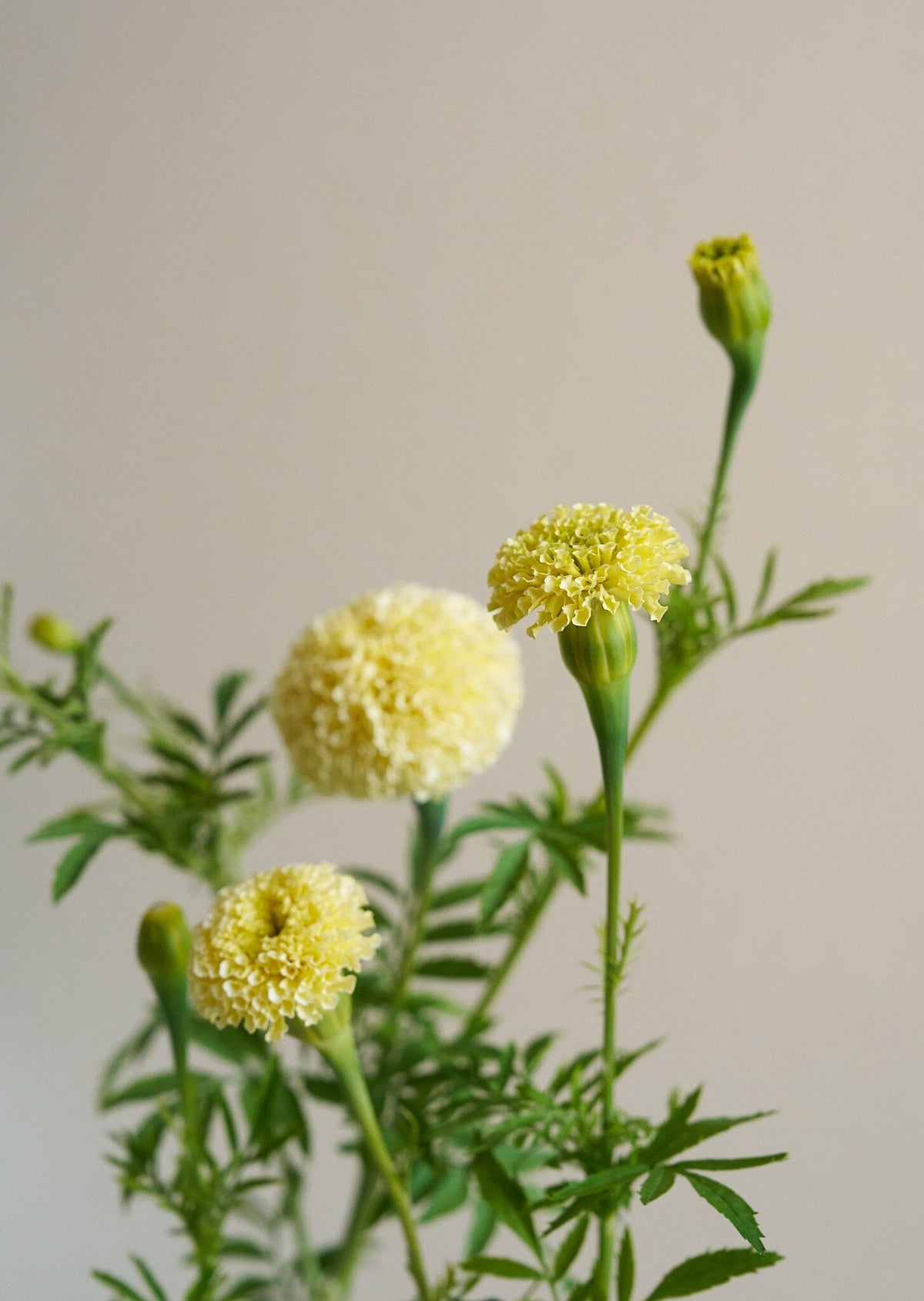 Tagetes 'White Swan' Seed 