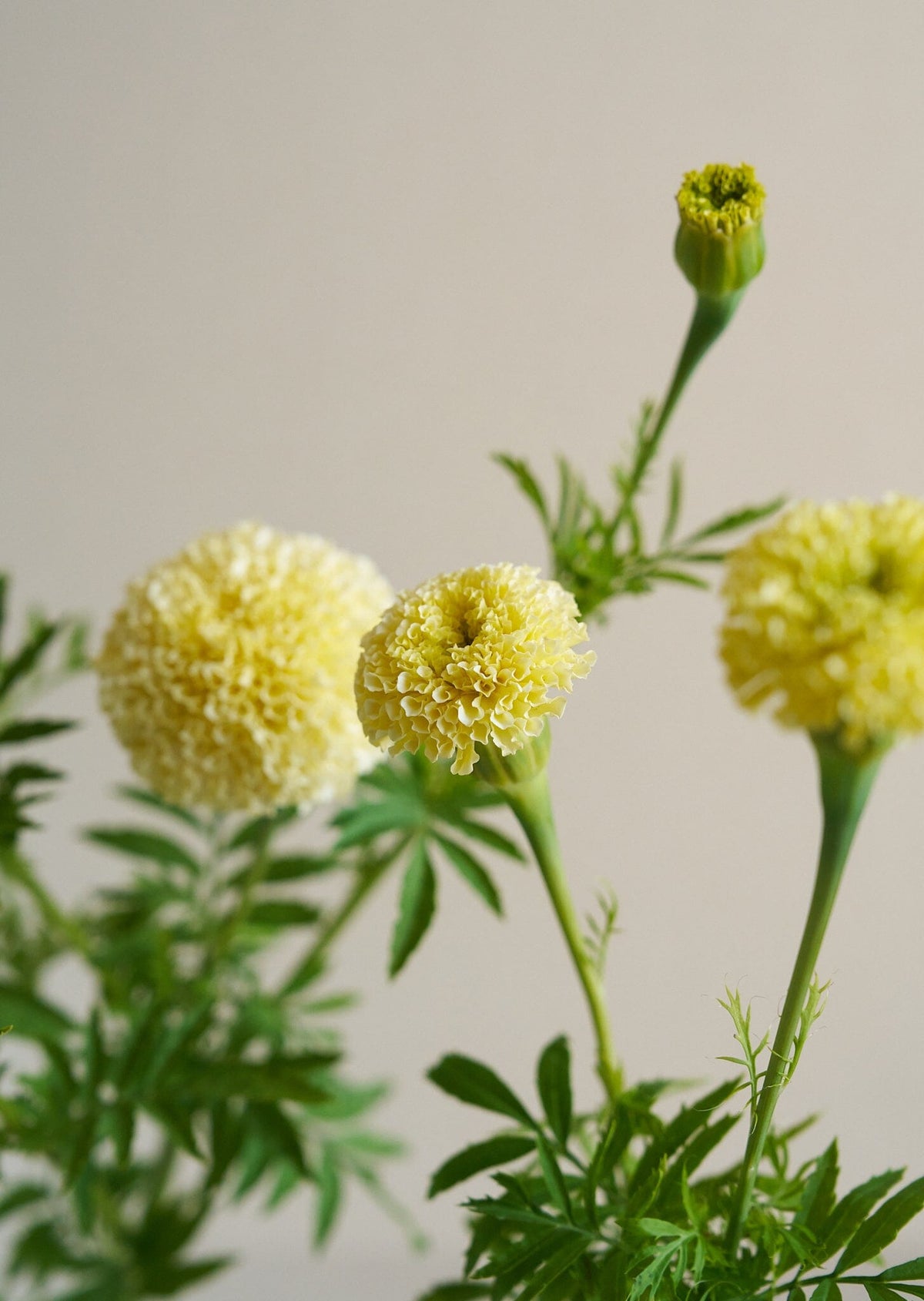Tagetes 'White Swan' Seed 