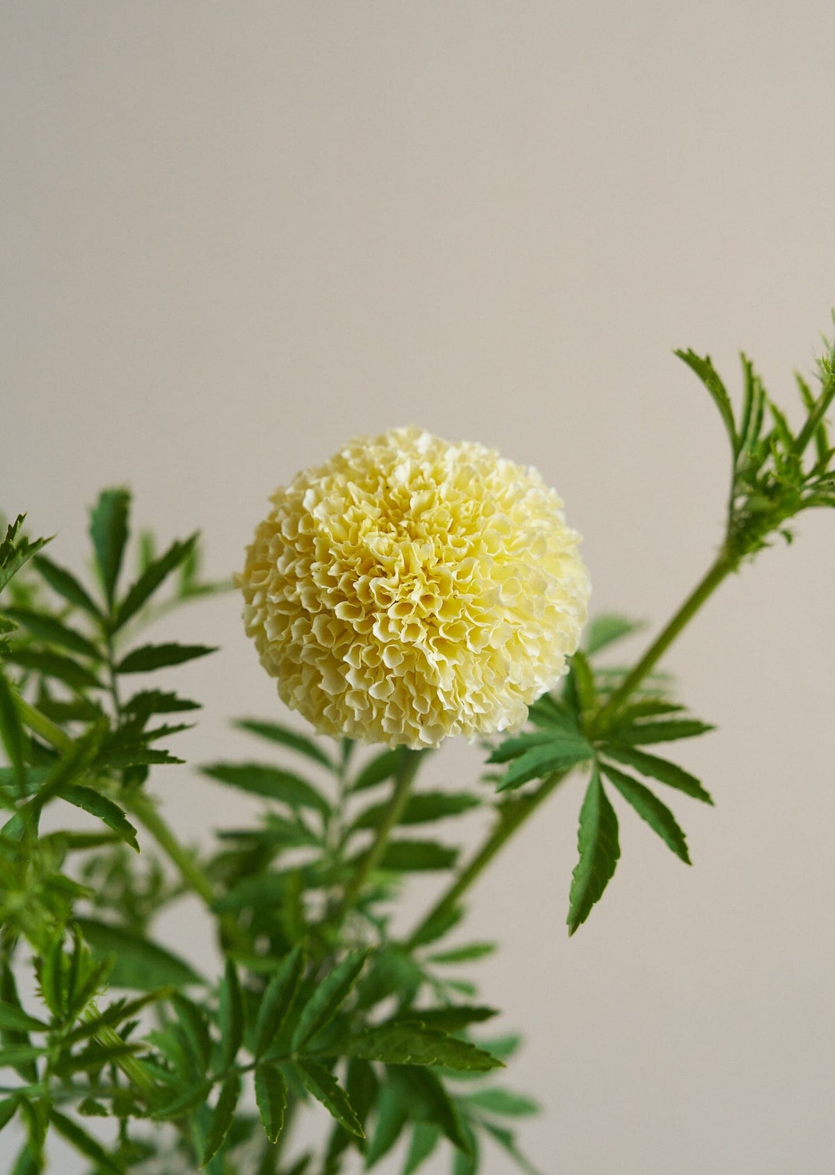 Tagetes 'White Swan' Seed 