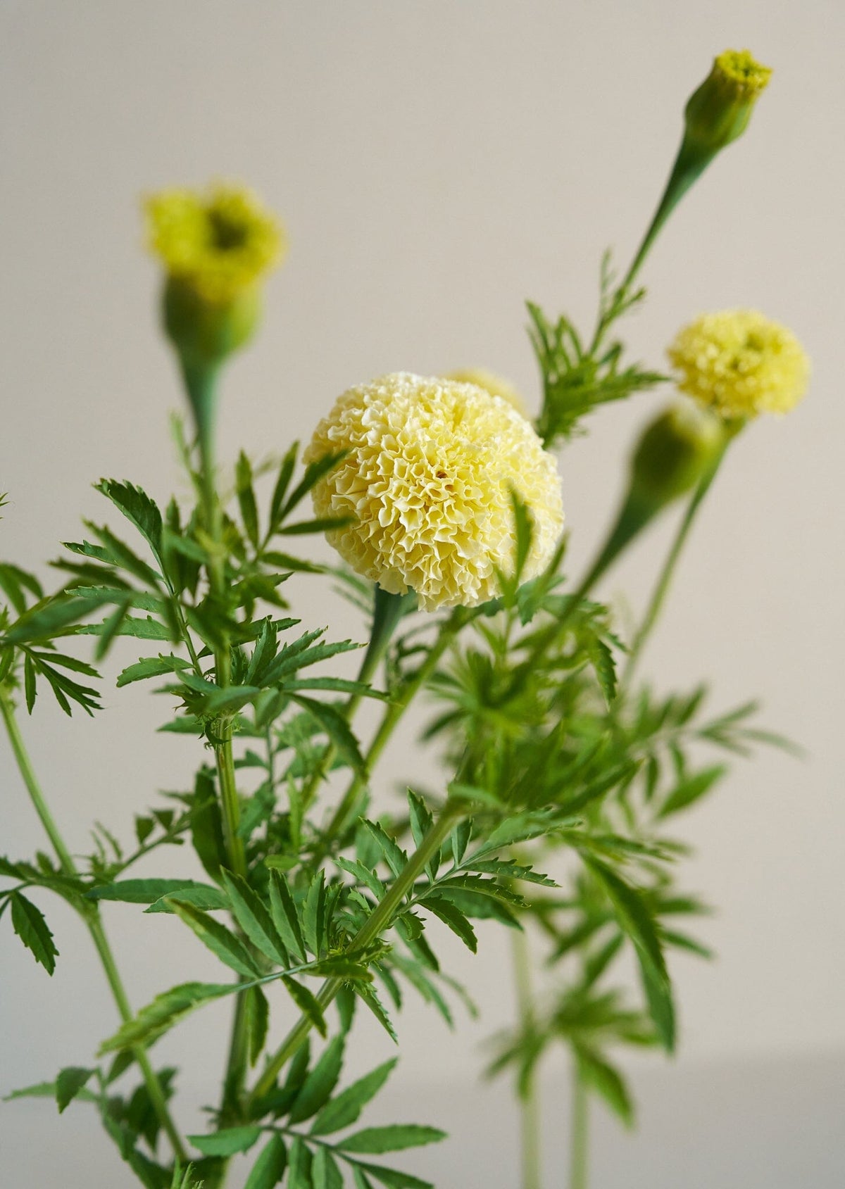 Tagetes 'White Swan' Seed 