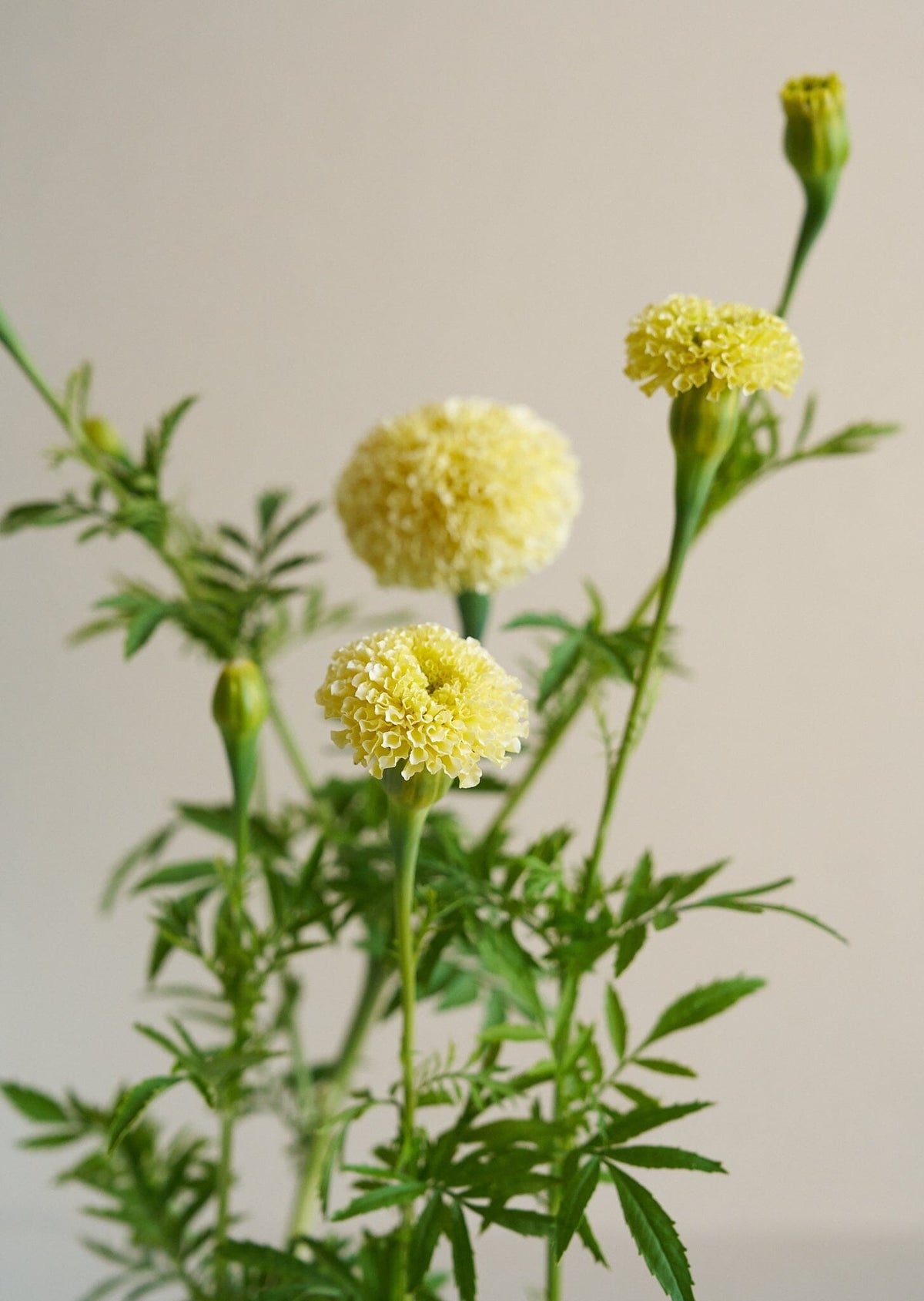 Tagetes 'White Swan' Seed 
