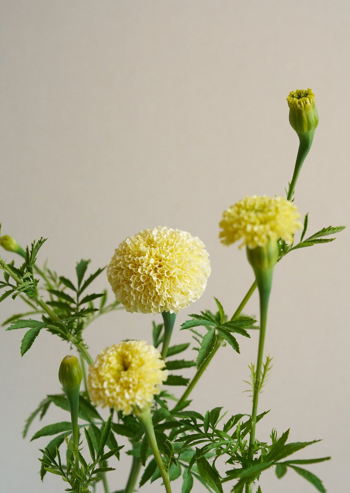 Tagetes 'White Swan' Seed 