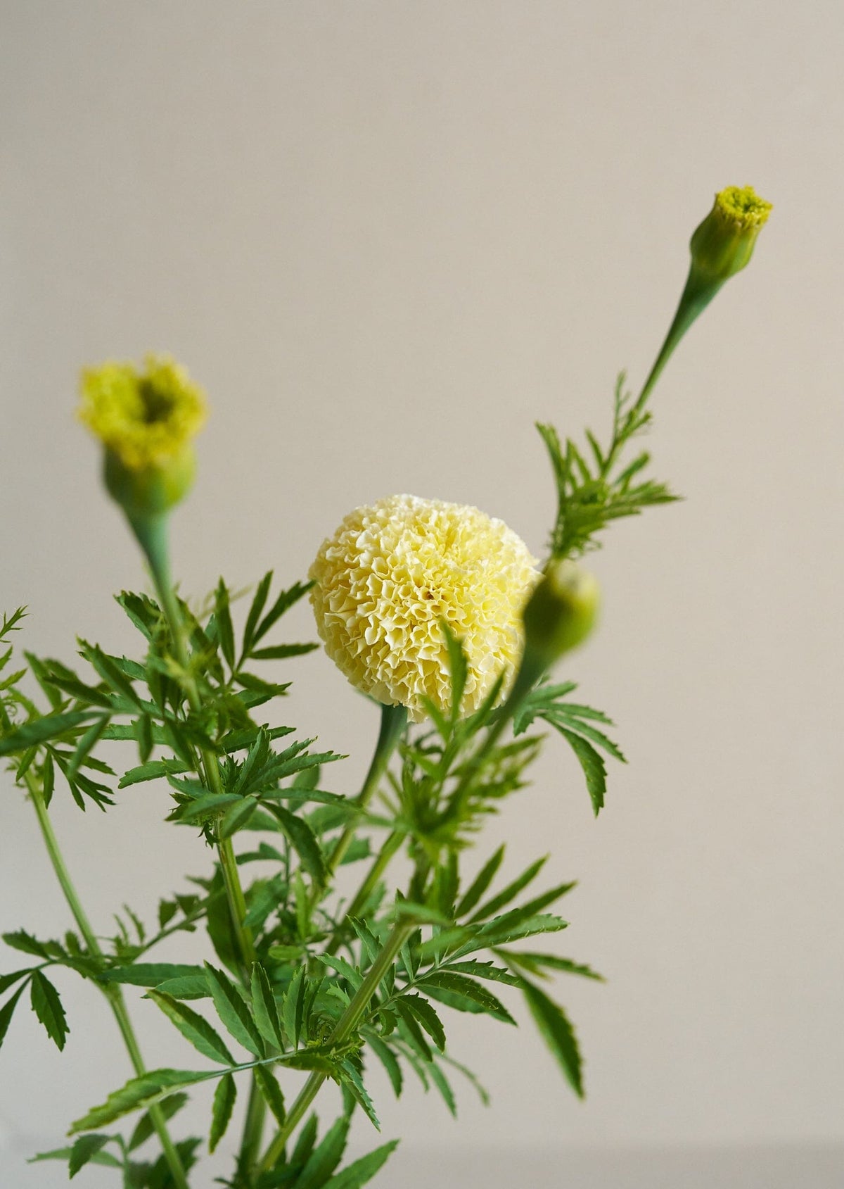 Tagetes 'White Swan' Seed 