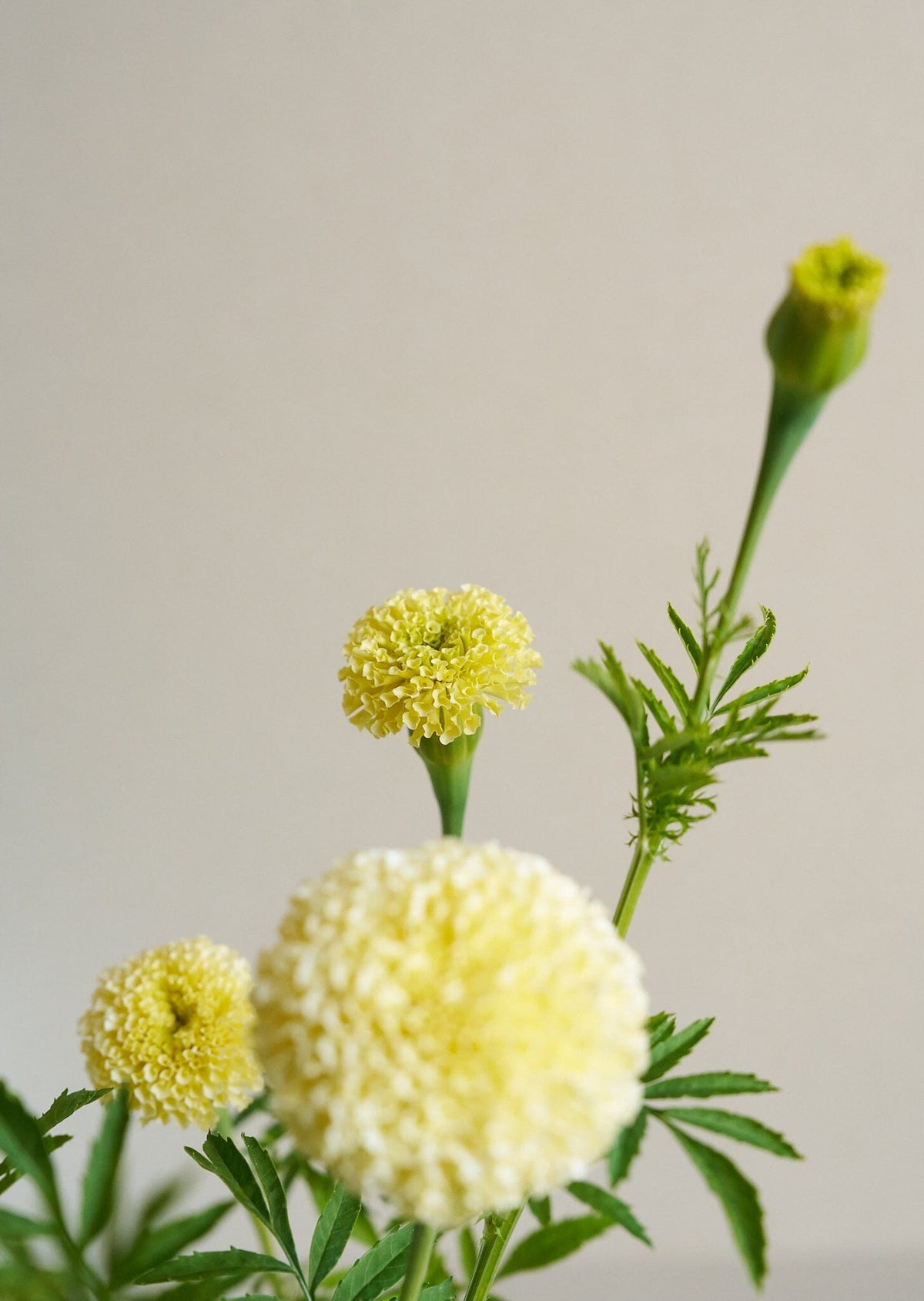 Tagetes 'White Swan' Seed 