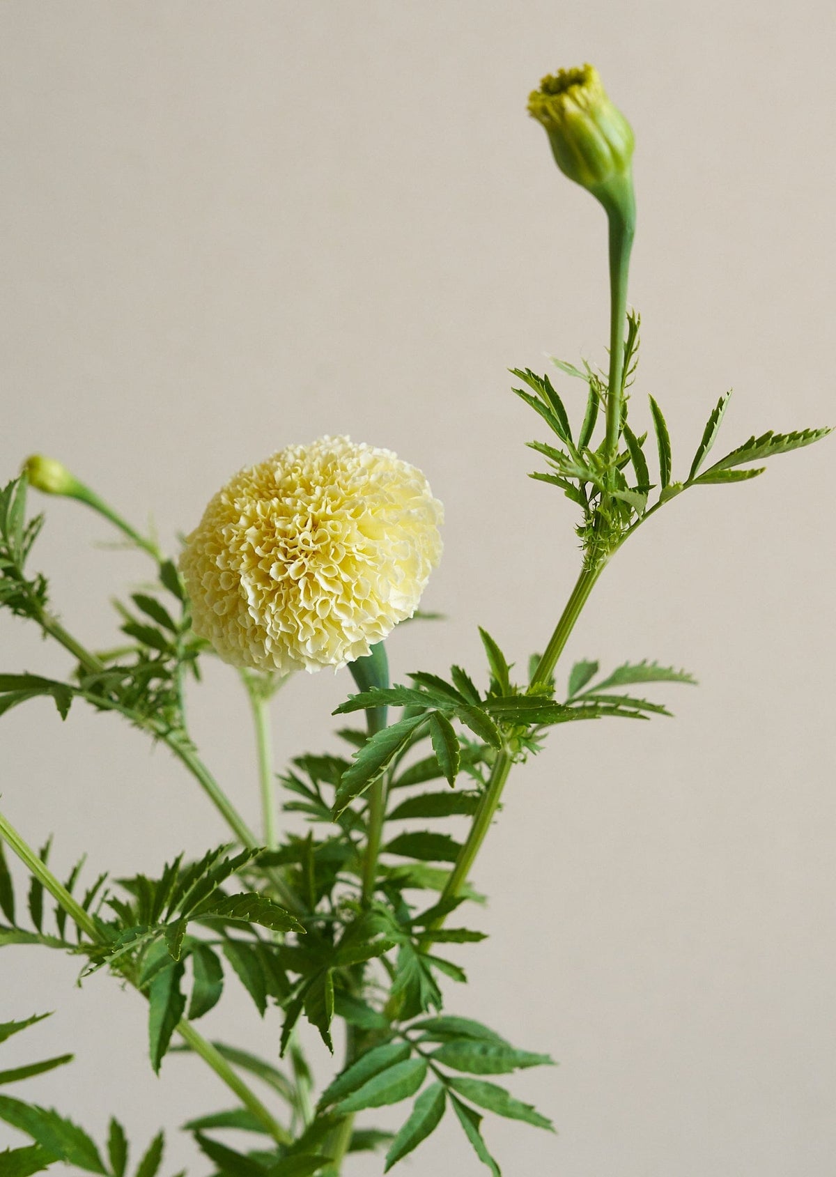 Tagetes 'White Swan' Seed 