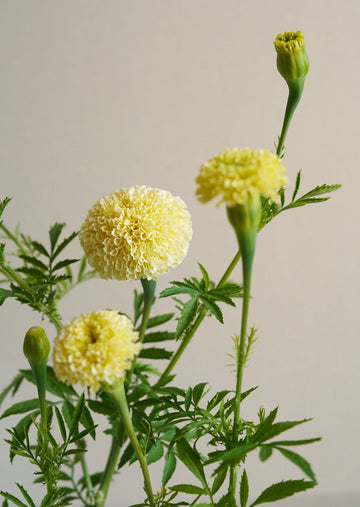 Tagetes 'White Swan' Seed 