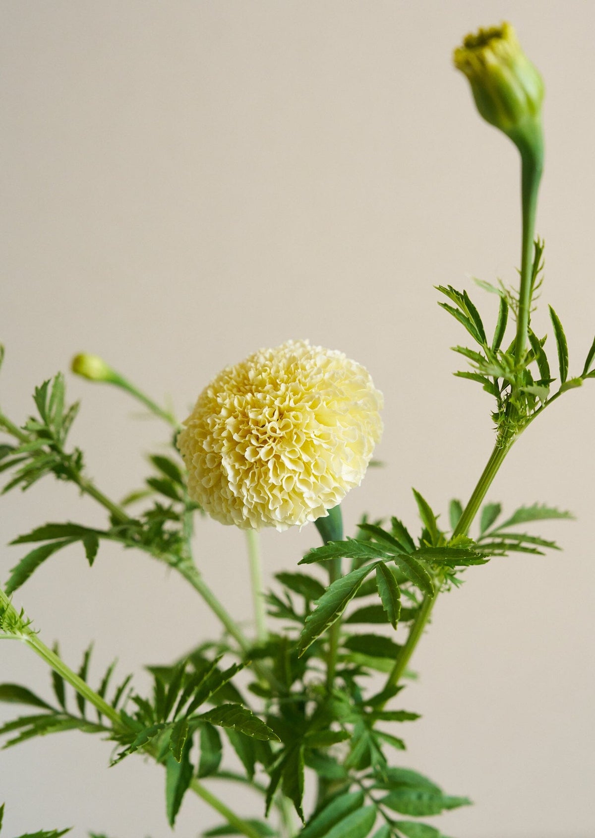 Tagetes 'White Swan' Seed 