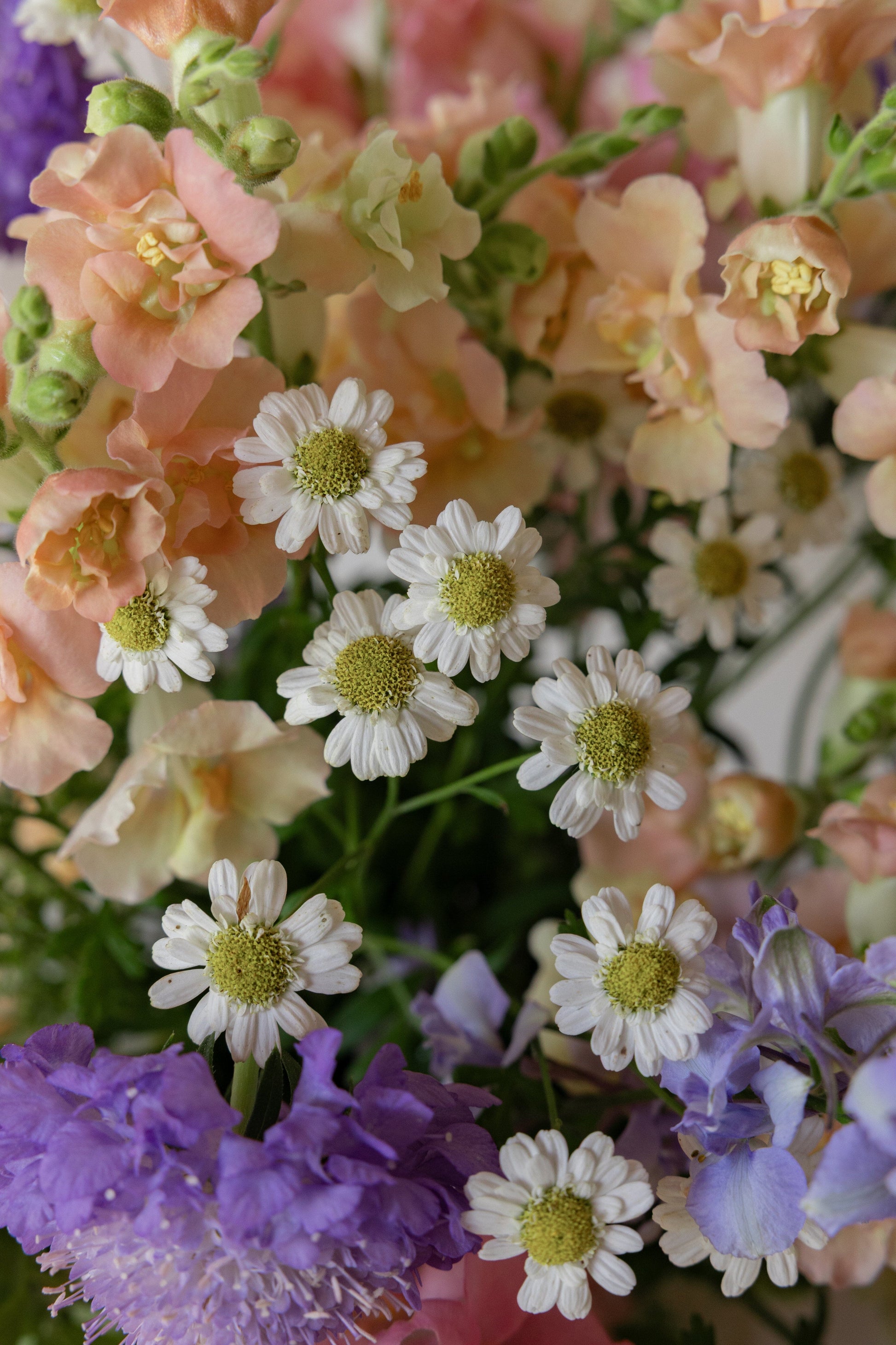 TISVILDE buket pastelbuketten (minus rølliker) Seed 
